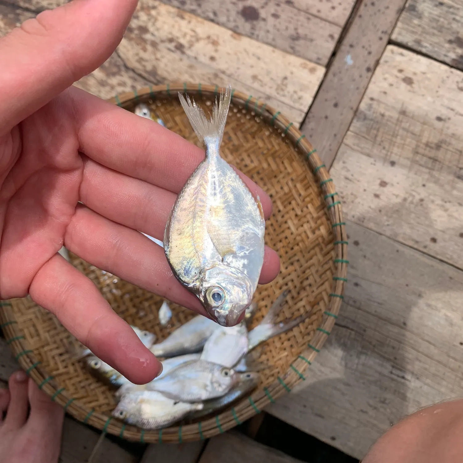 The most recent Orangefin ponyfish catches on Fishbrain