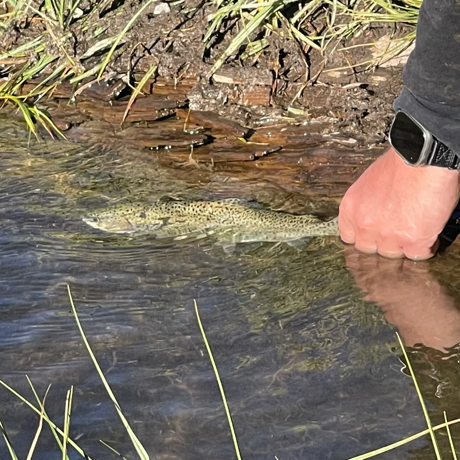 Rainbow trout caught on Fishbrain
