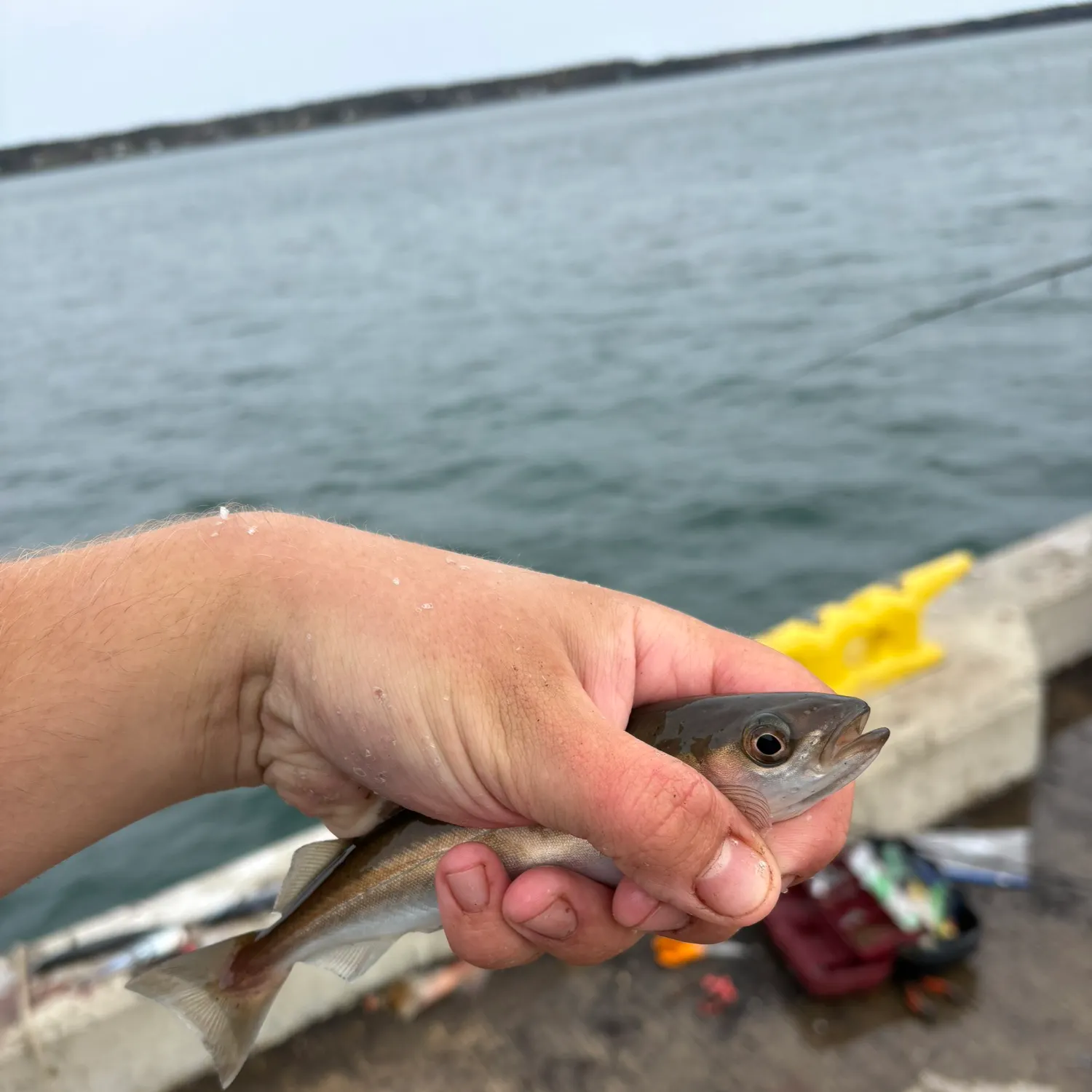 Atlantic pollock caught on Fishbrain