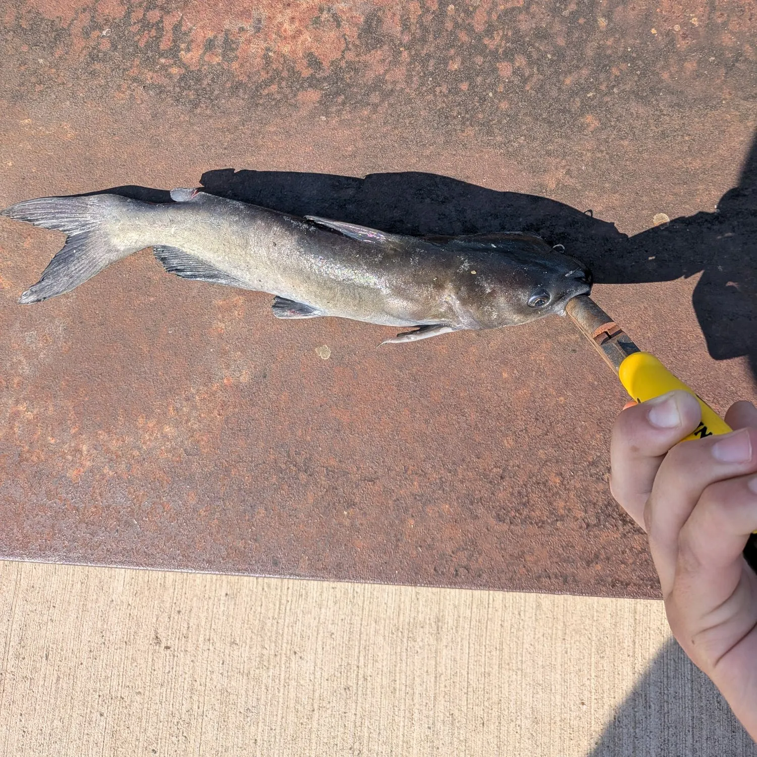 catch