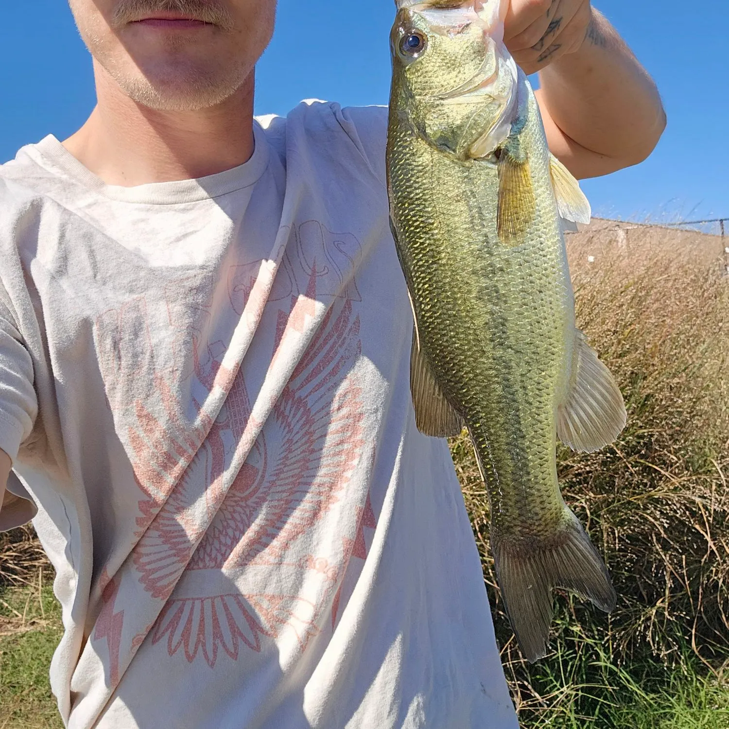 Largemouth bass caught on Fishbrain
