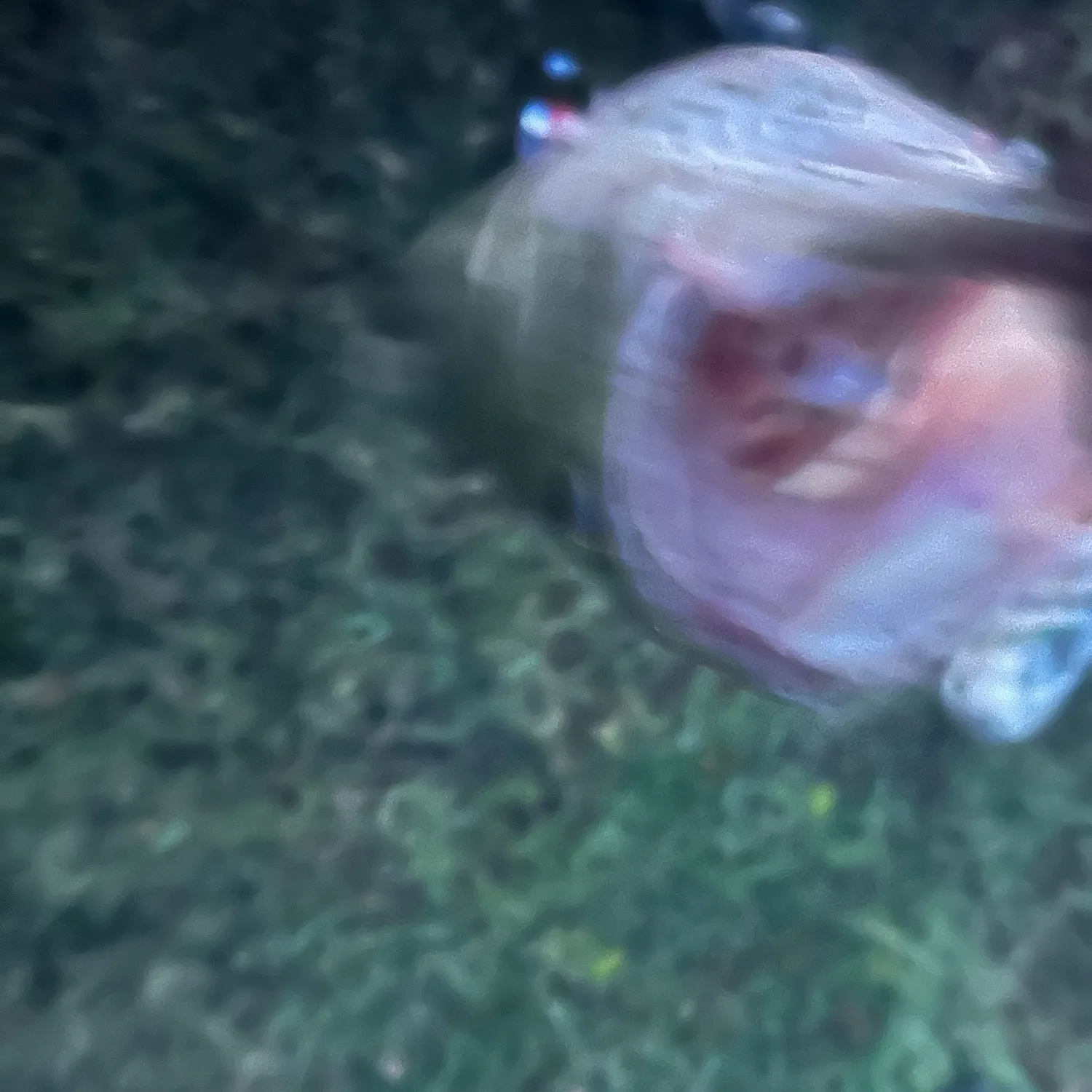 Fish caught on Fishbrain