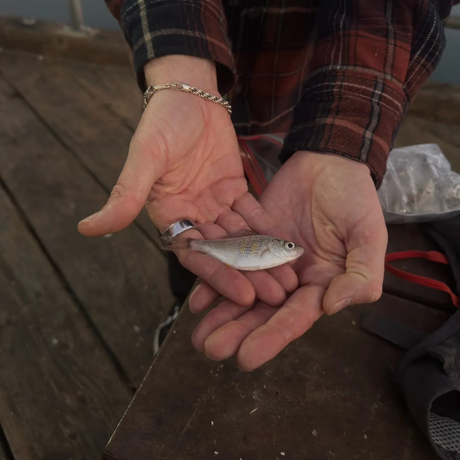The most recent Shiner perch catches on Fishbrain