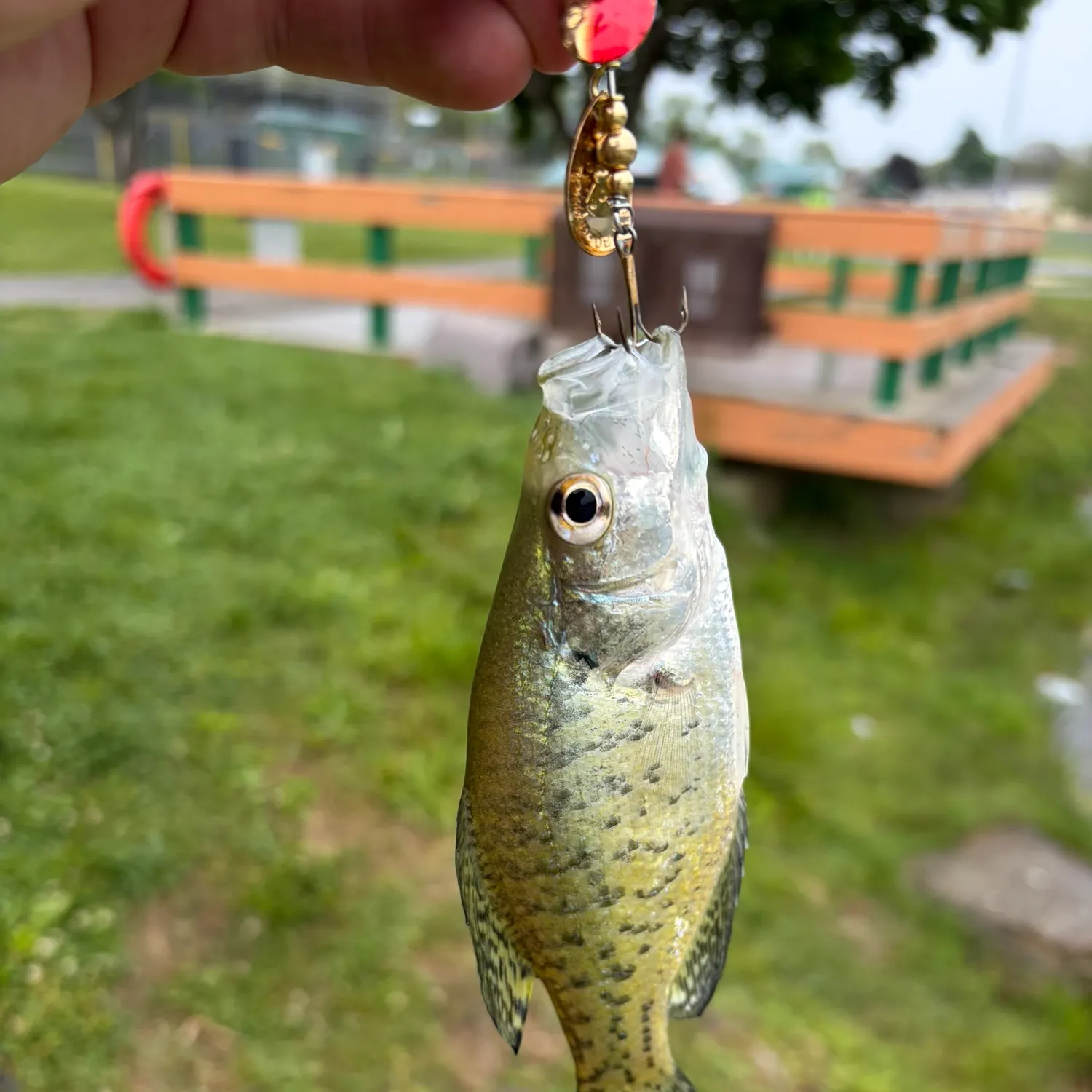 catch