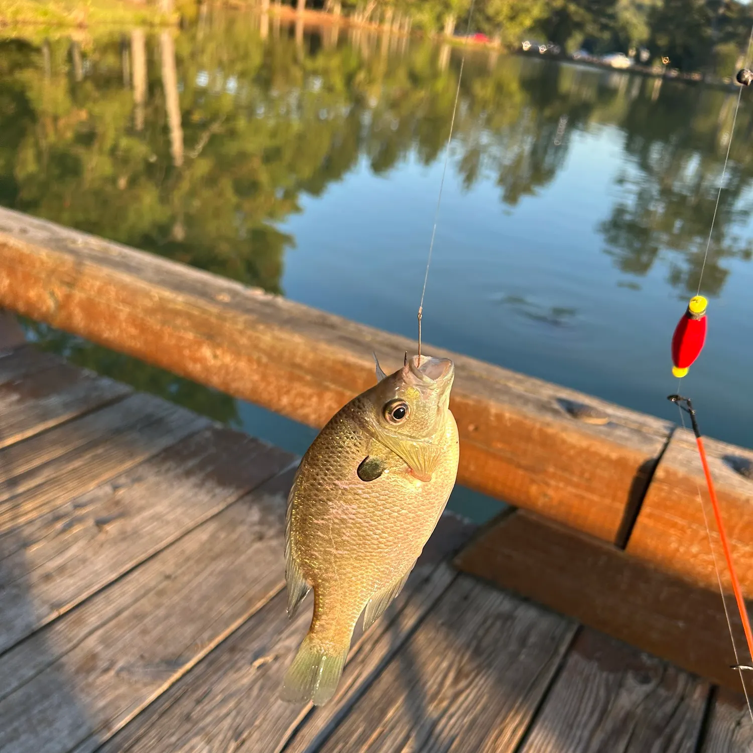 Bluegill caught on Fishbrain
