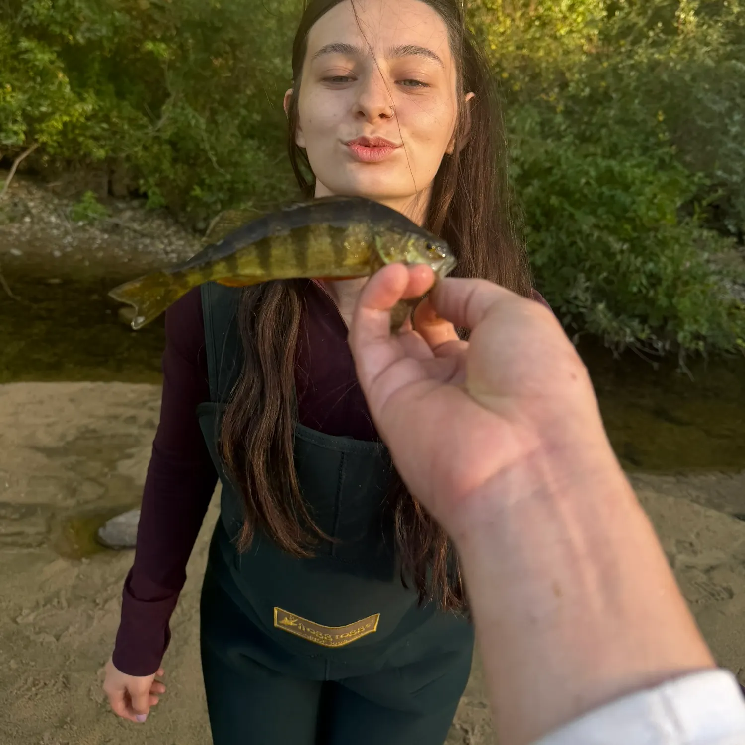 Yellow perch caught on Fishbrain