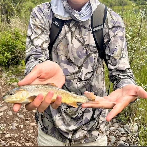 The most recent Yellowstone cutthroat trout catches on Fishbrain