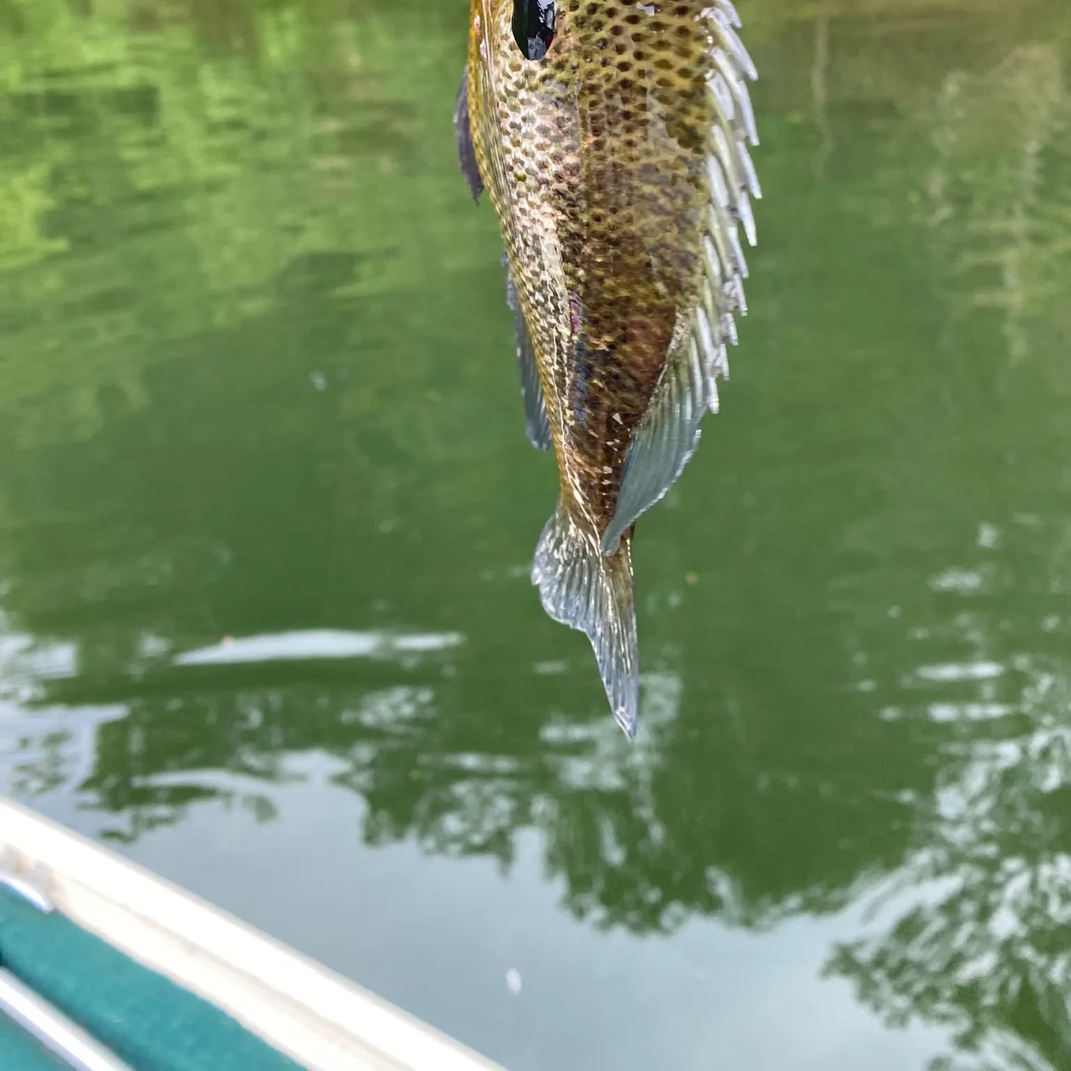 The most recent Roanoke bass catches on Fishbrain