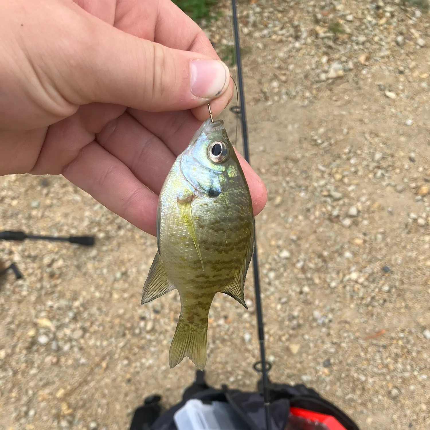 Bluegill caught on Fishbrain
