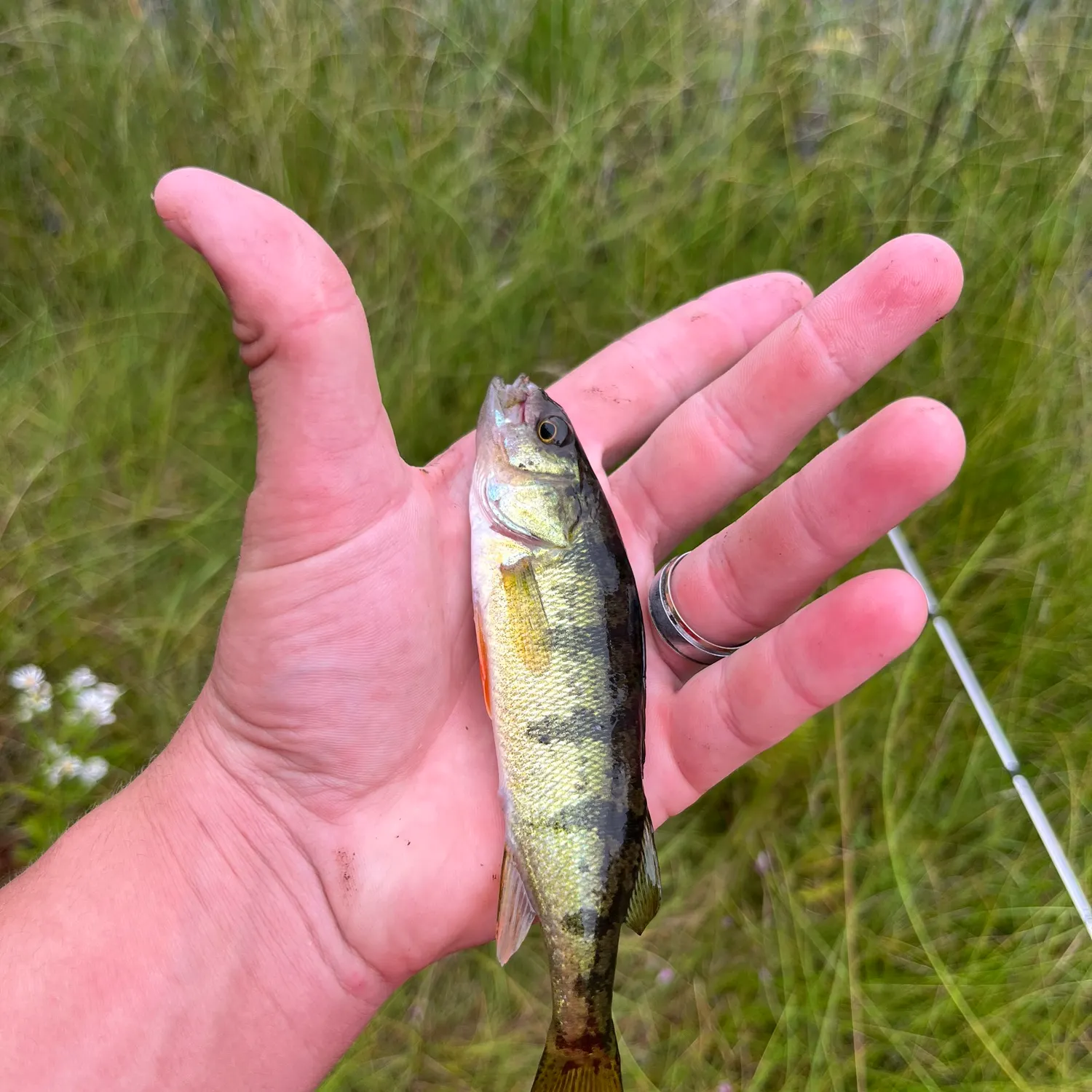 Yellow perch caught on Fishbrain