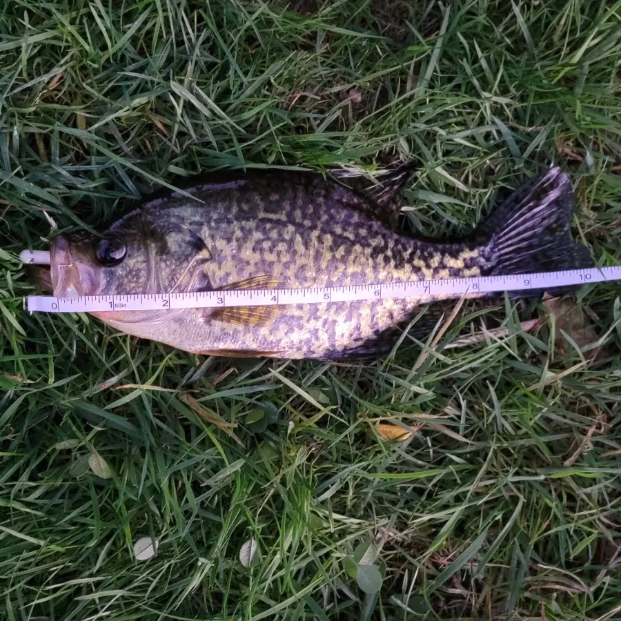 Black crappie caught on Fishbrain