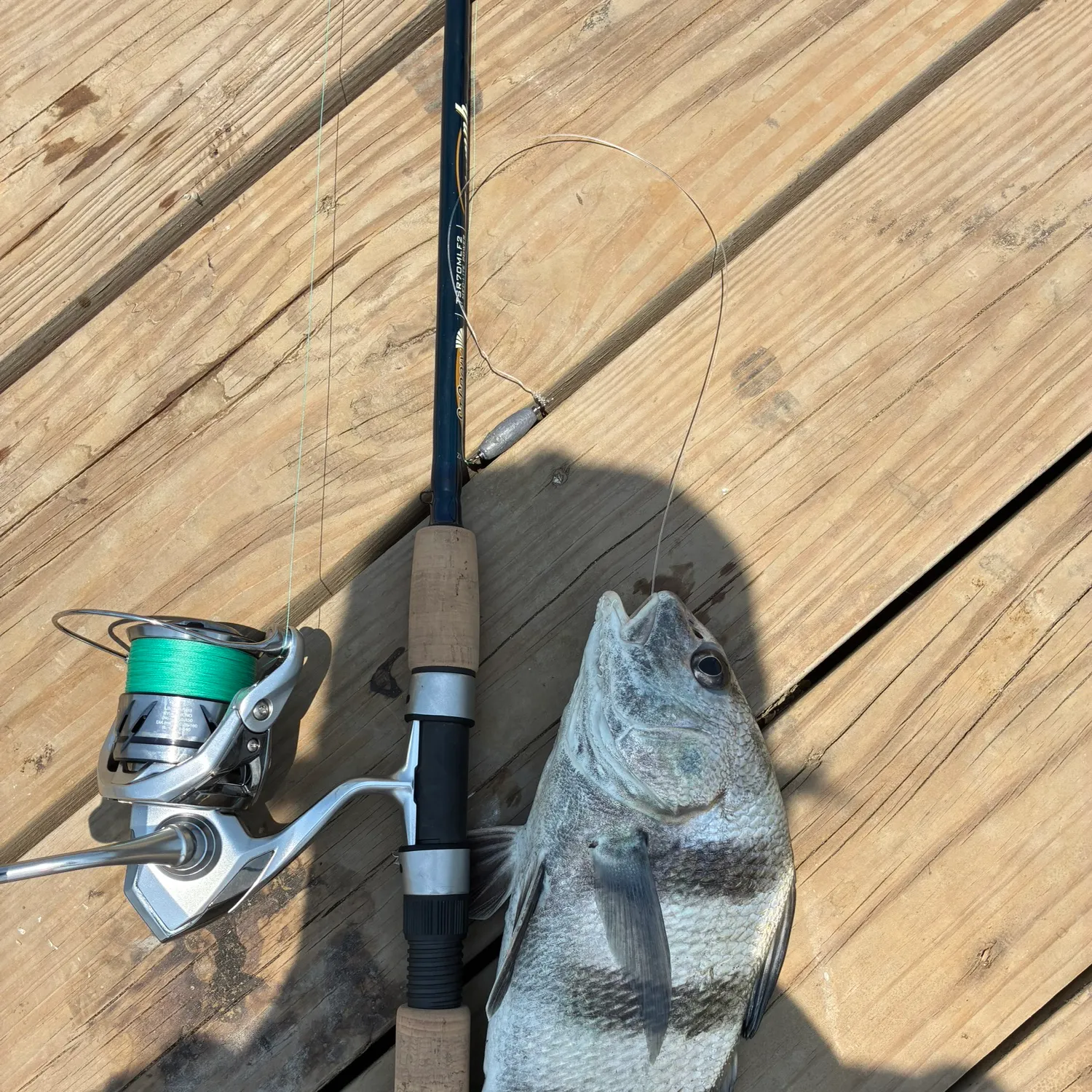 The most recent Black drum catches on Fishbrain