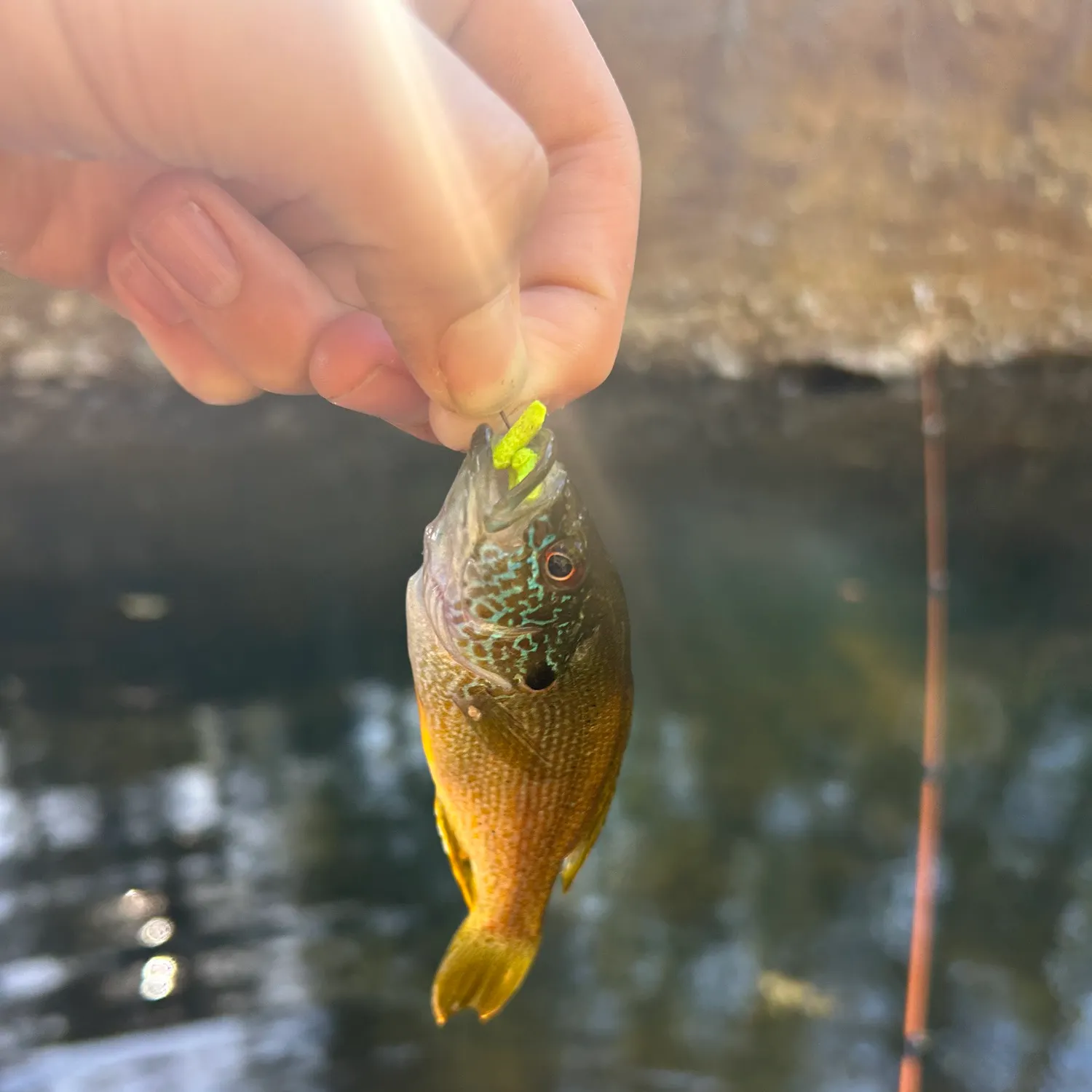 Fish caught on Fishbrain