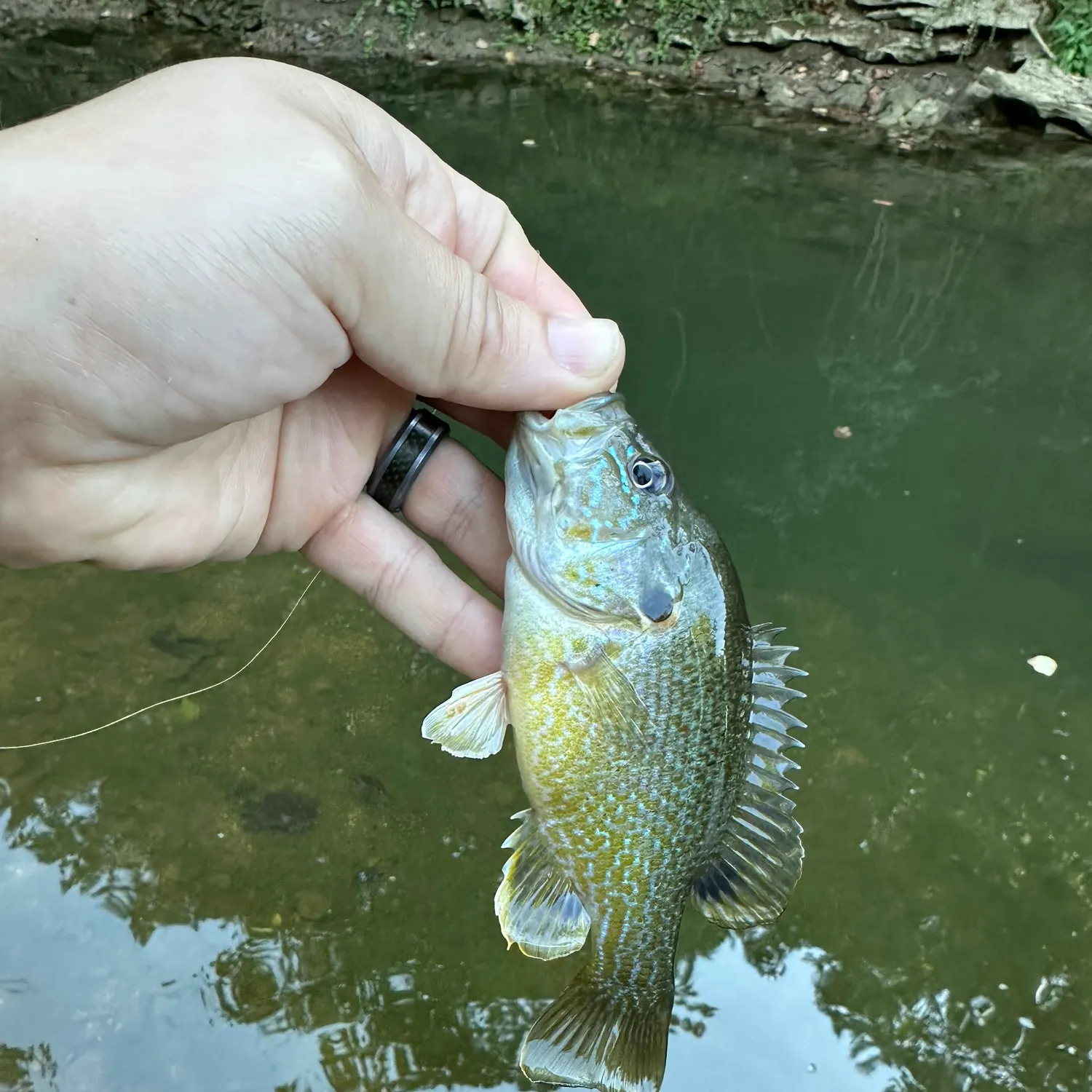 Green sunfish caught on Fishbrain