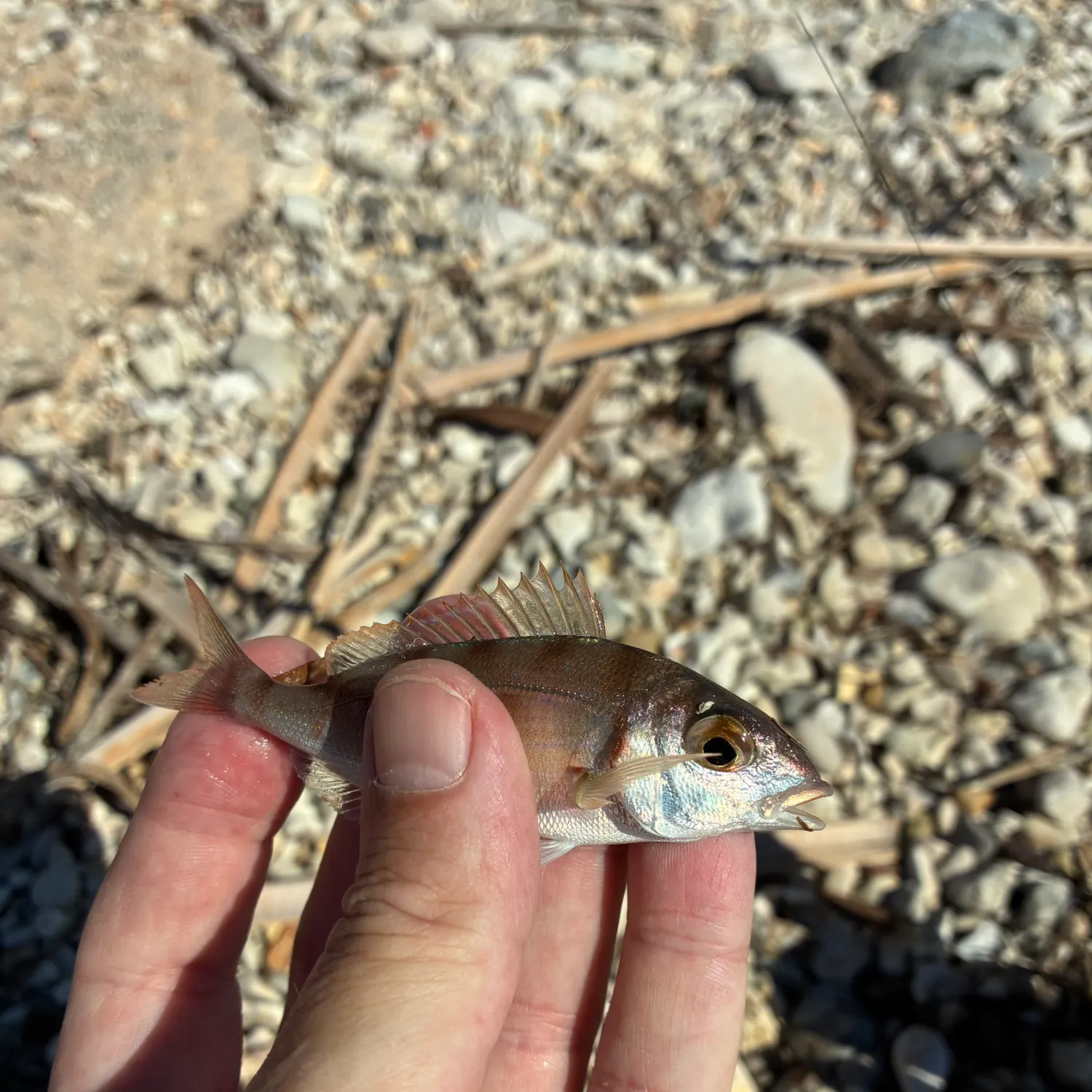 Pink dentex caught on Fishbrain