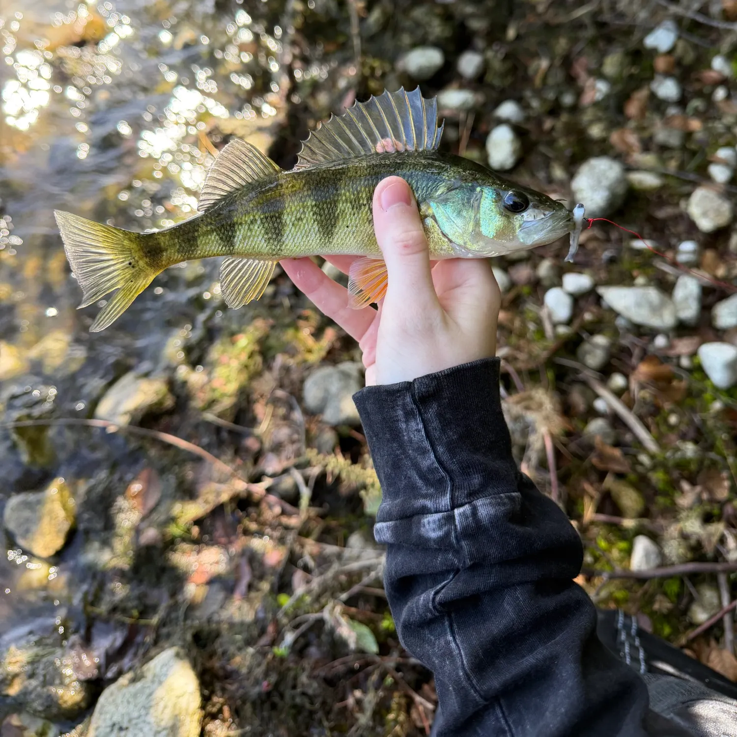Yellow perch caught on Fishbrain