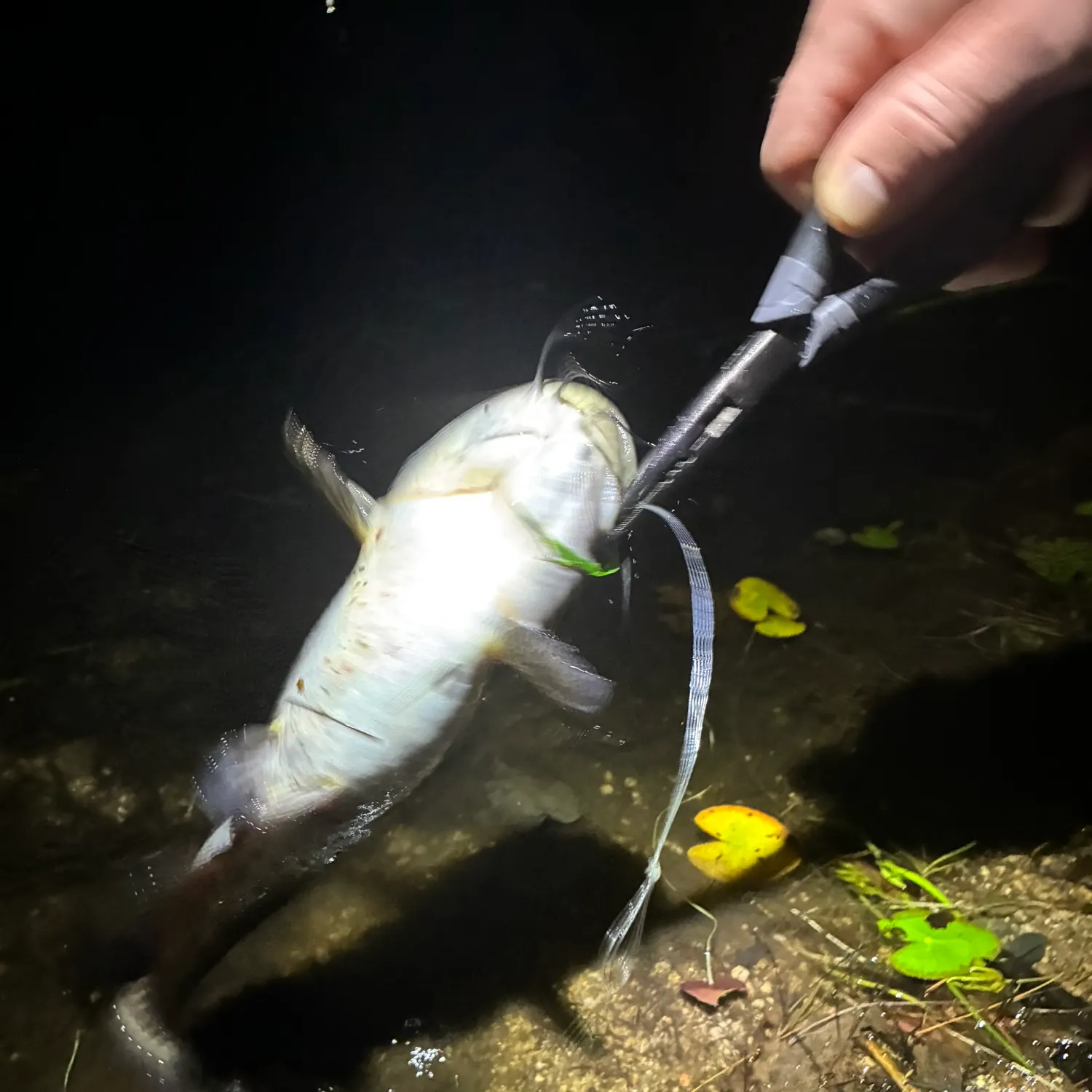 Black bullhead caught on Fishbrain