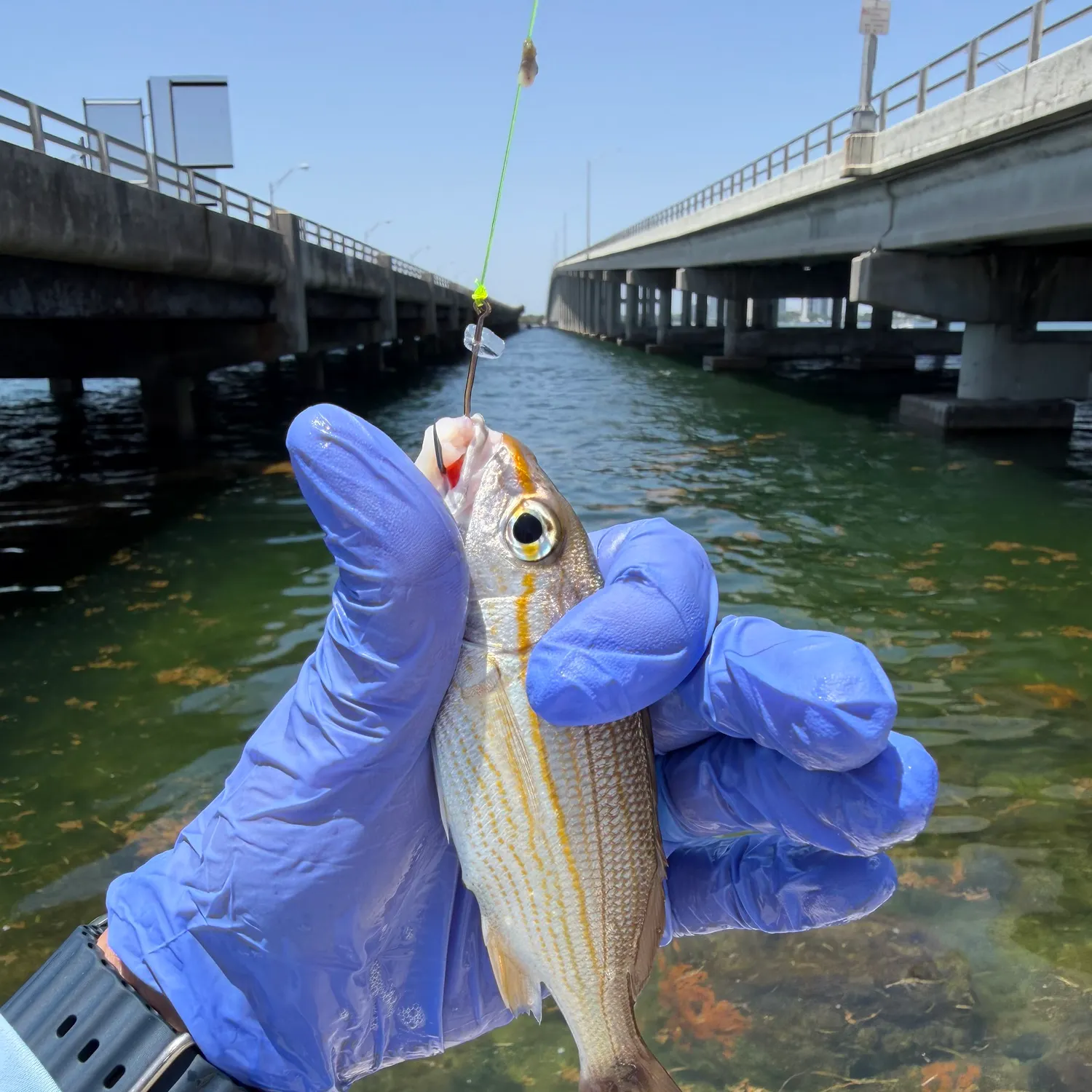 The most recent White grunt catches on Fishbrain