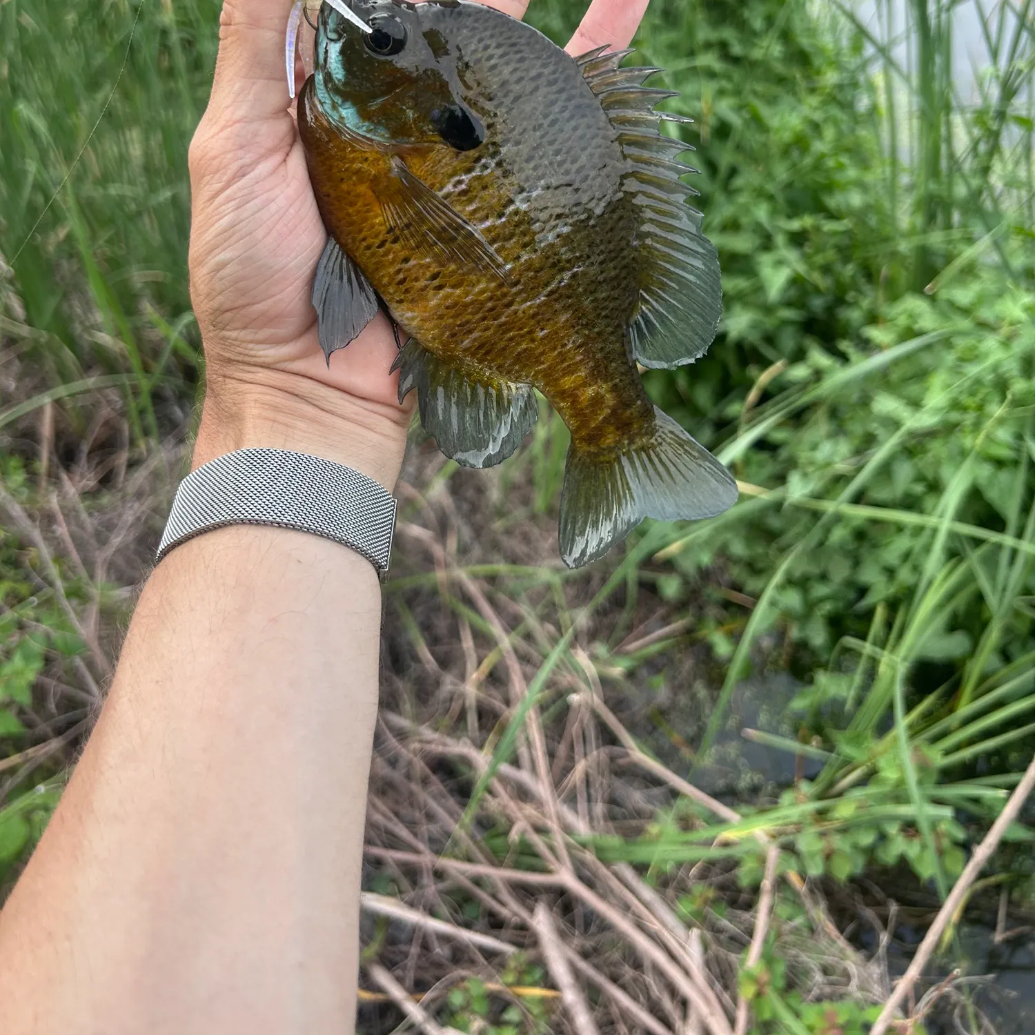 The most recent Bluegill x longear sunfish catches on Fishbrain