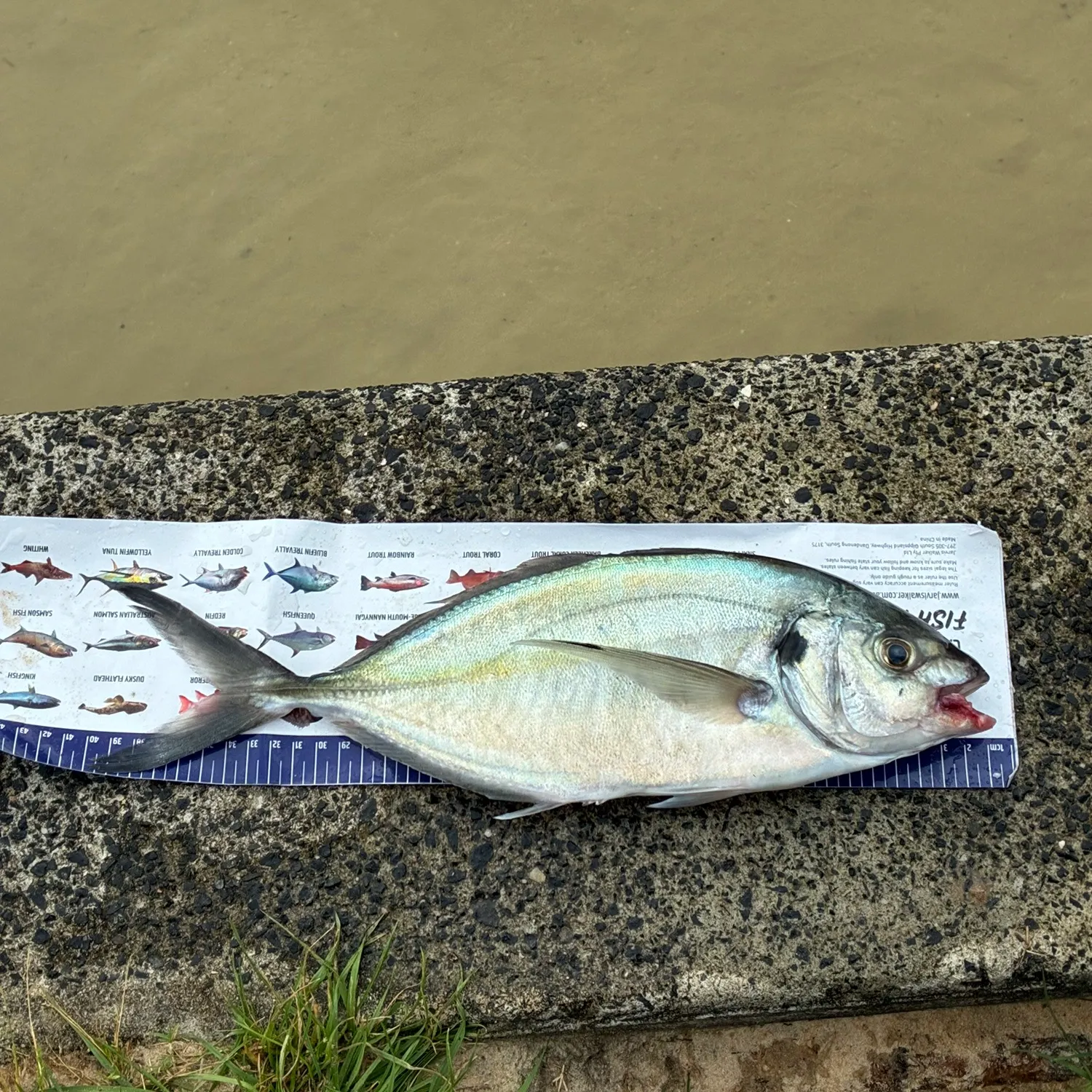 Fish caught on Fishbrain