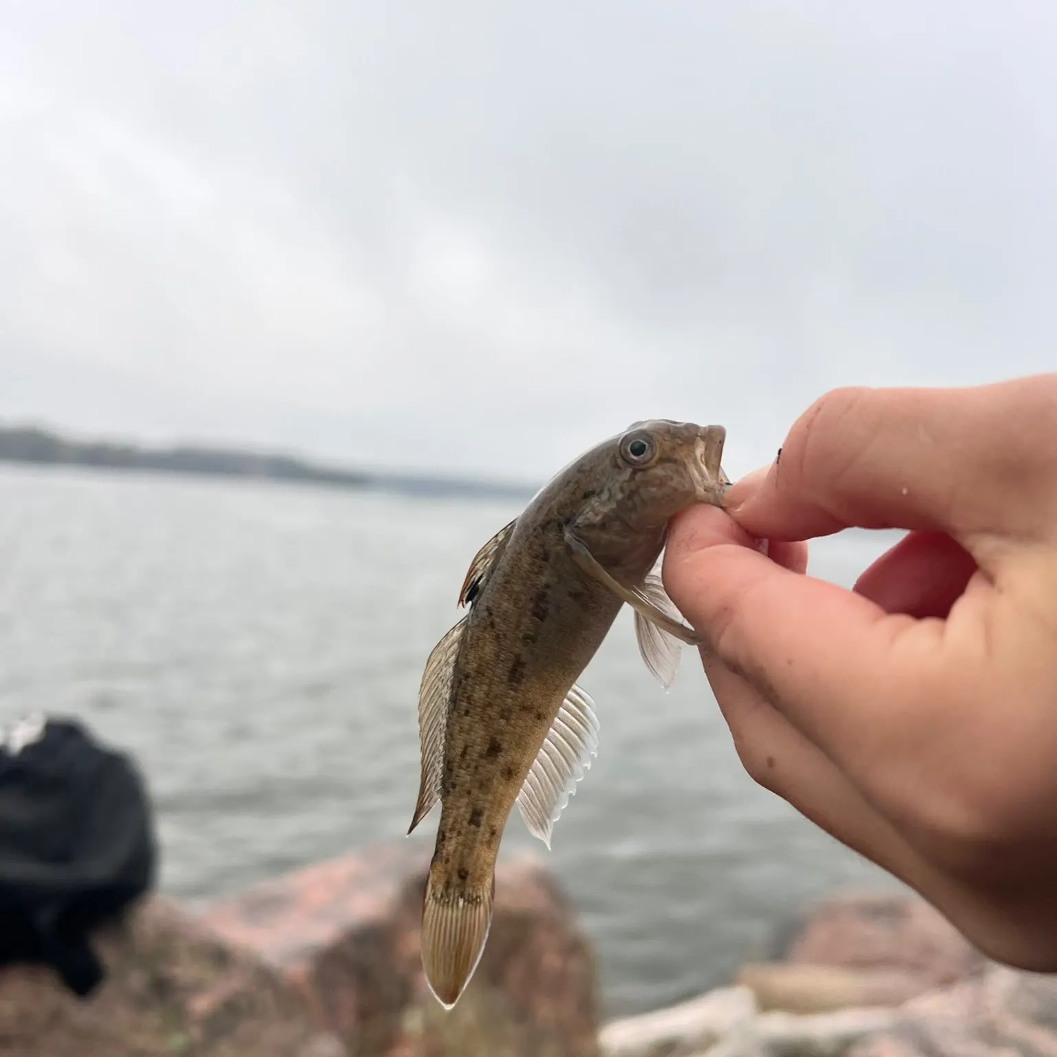 Round goby caught on Fishbrain