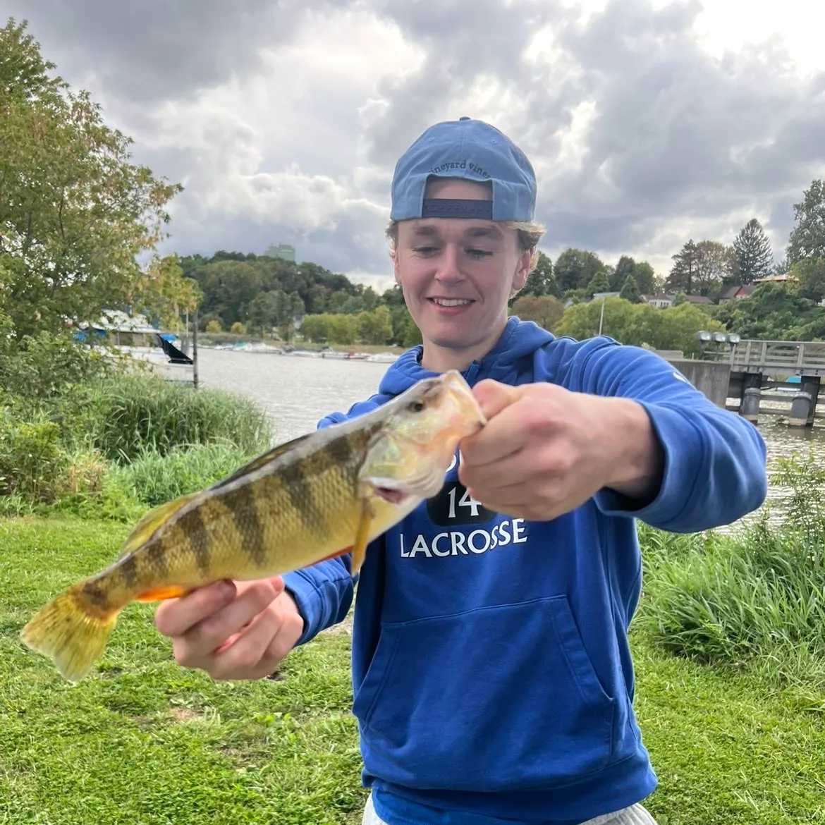 Fish caught on Fishbrain