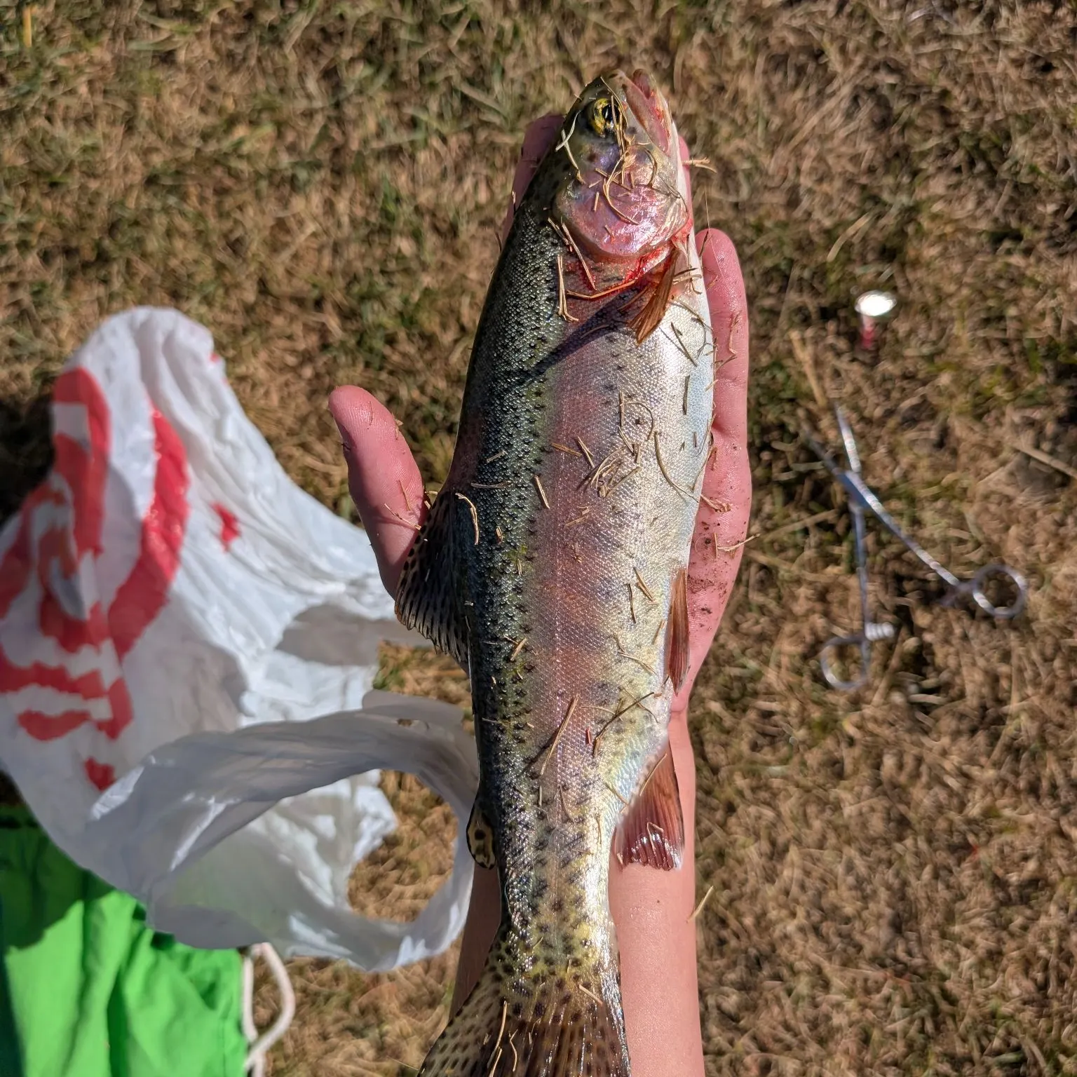 Rainbow trout caught on Fishbrain