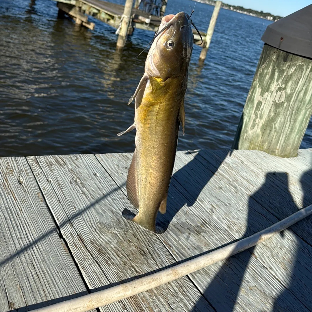 Channel catfish caught on Fishbrain