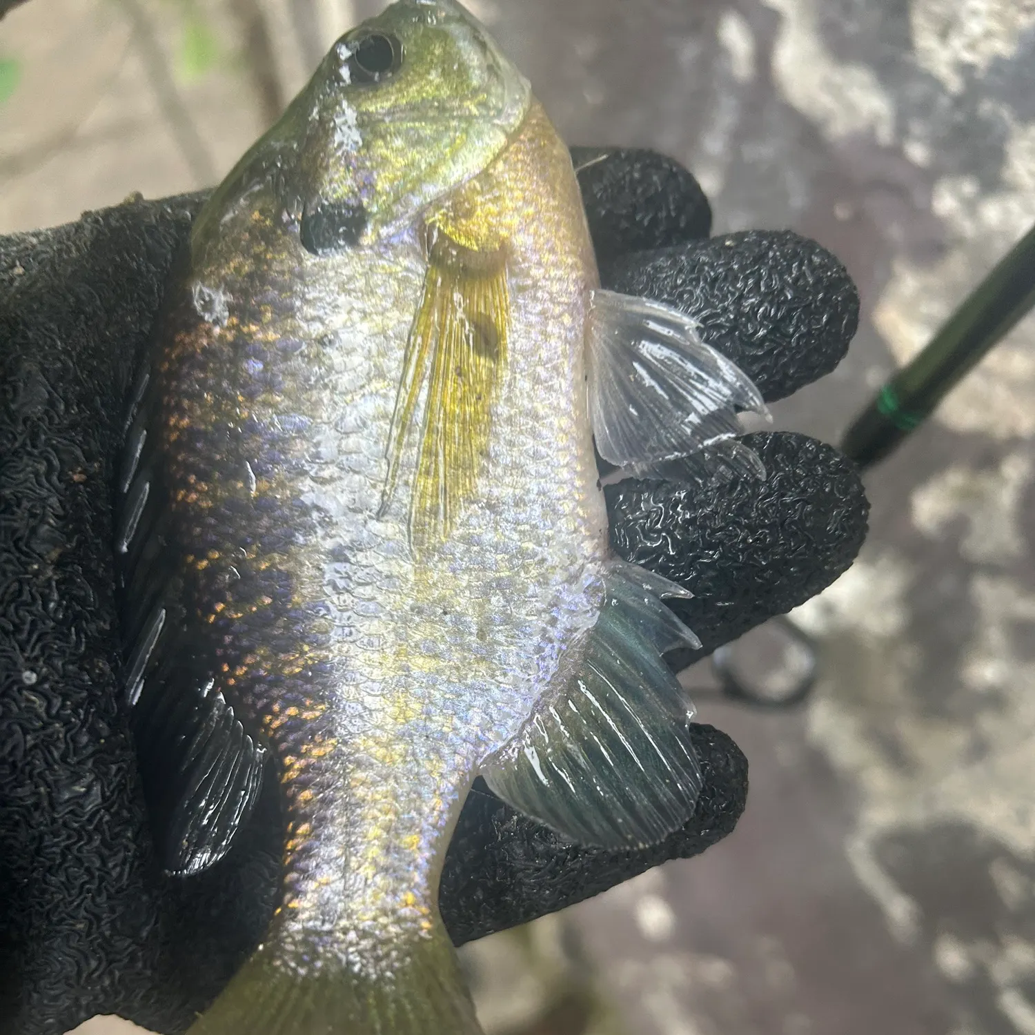 Bluegill caught on Fishbrain