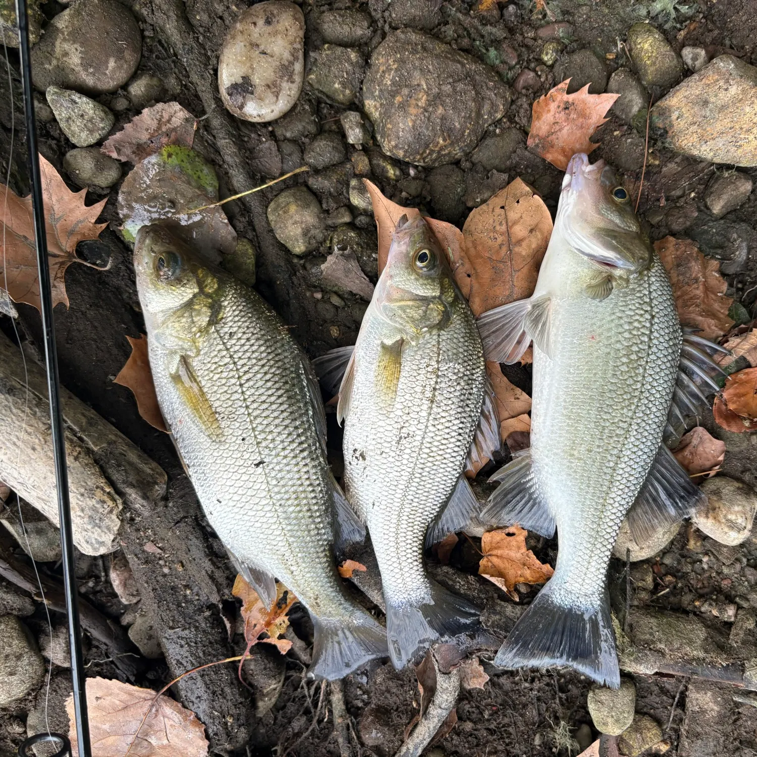 White perch caught on Fishbrain