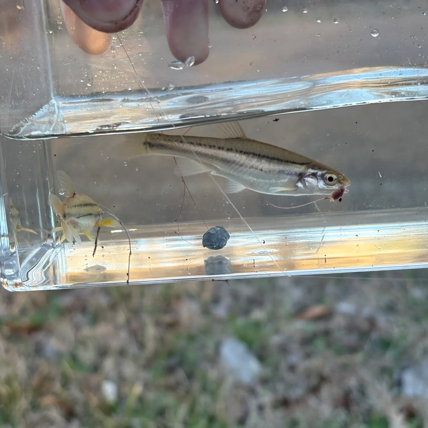 The most recent Southern redbelly dace catches on Fishbrain