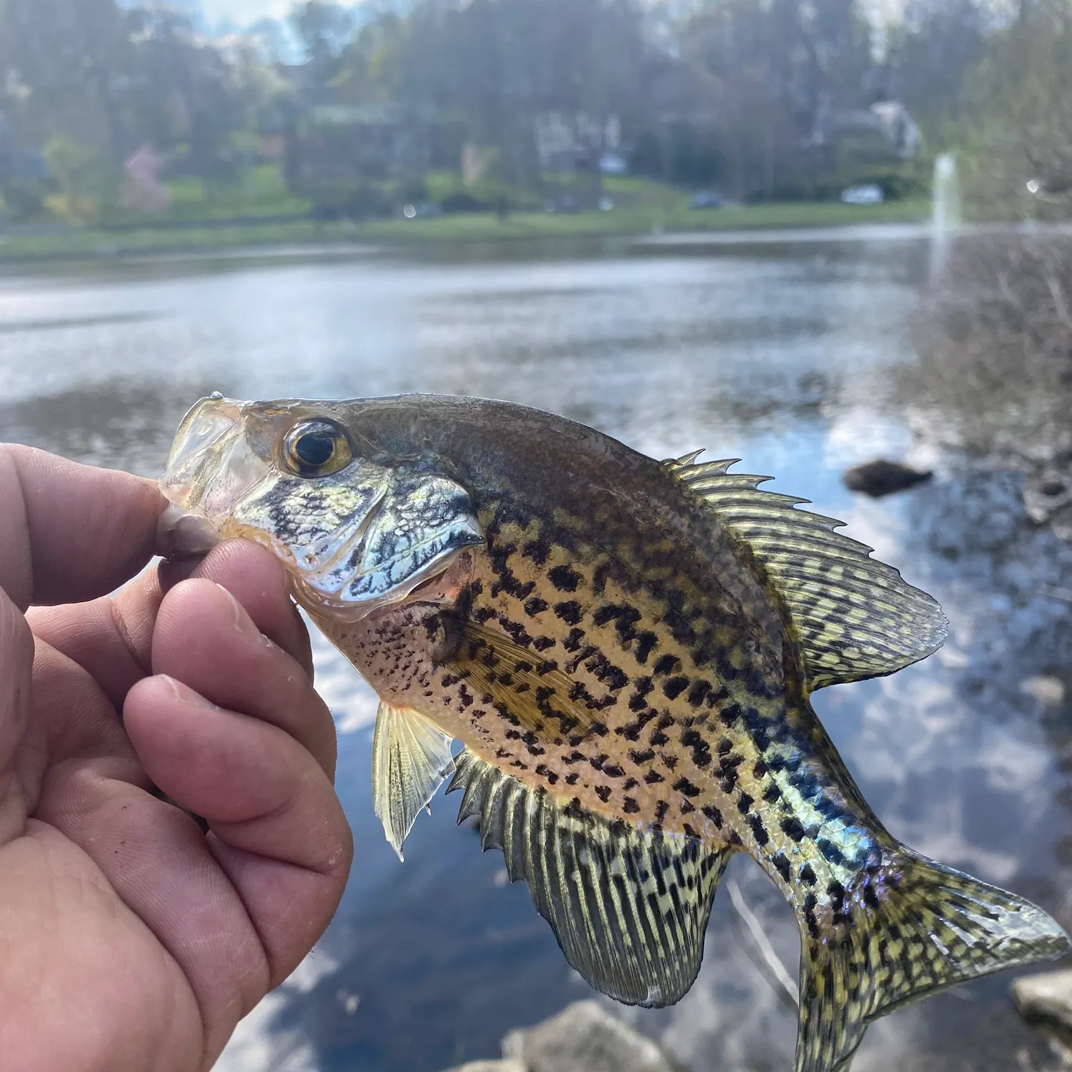 angler catch