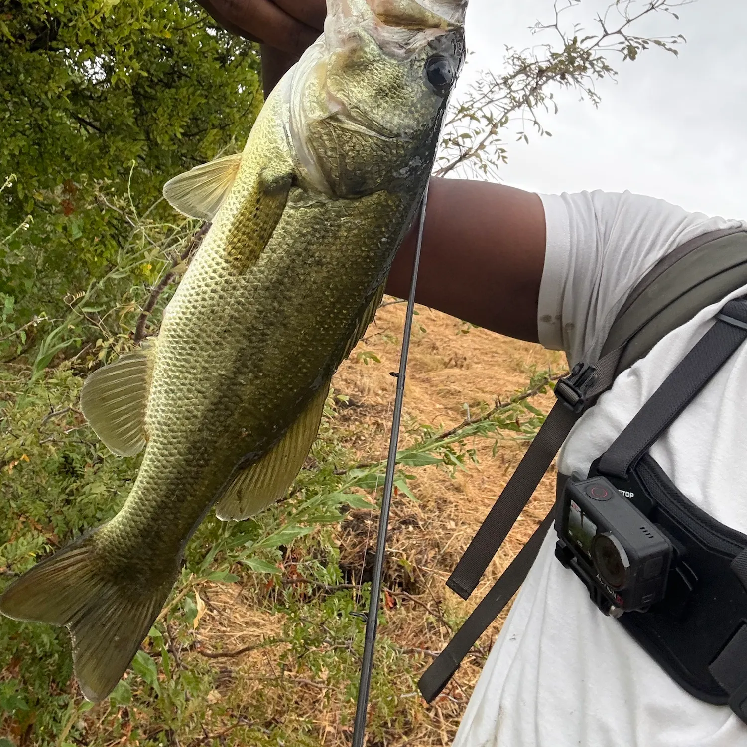 Largemouth bass caught on Fishbrain