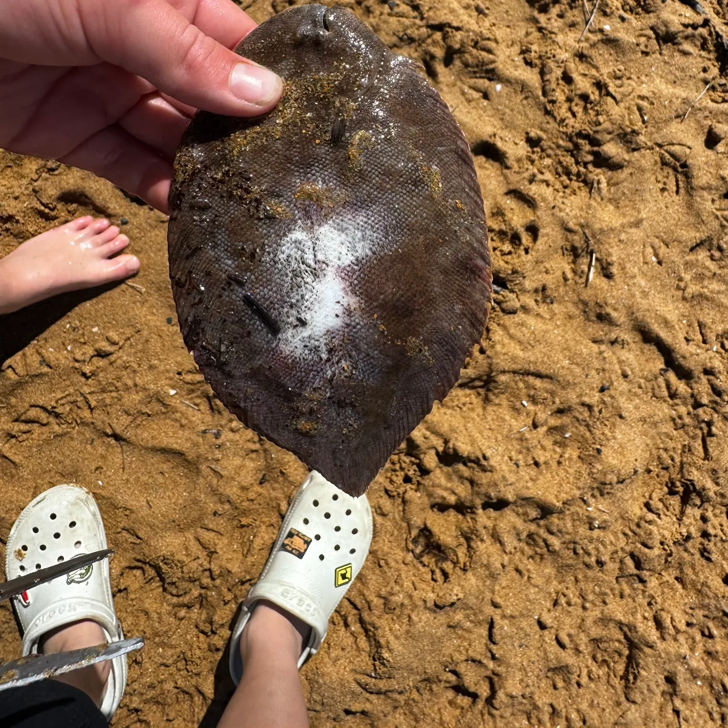 The most recent White-margined sole catches on Fishbrain
