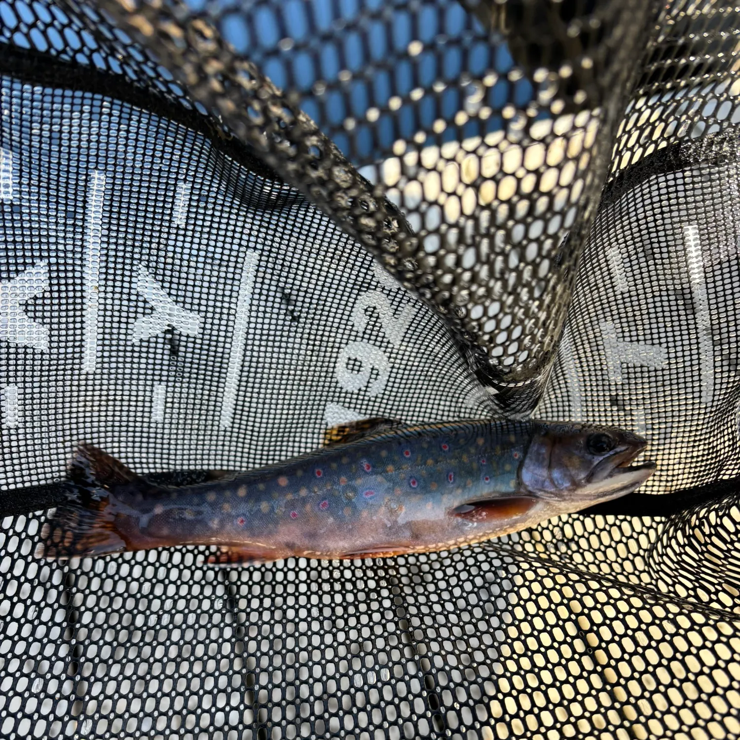 Brook trout caught on Fishbrain
