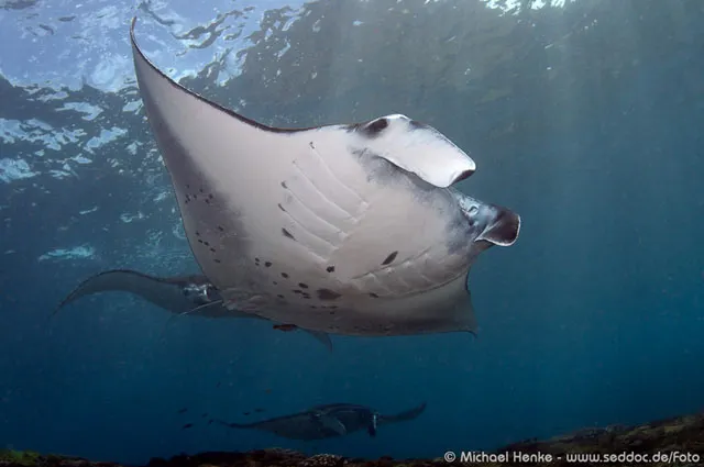 Reef manta ray