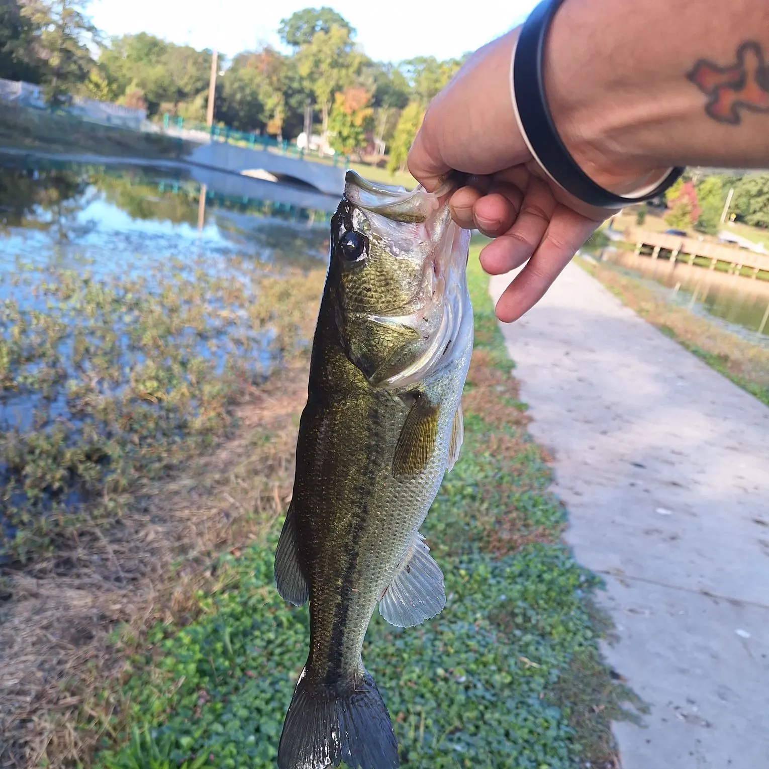 Largemouth bass caught on Fishbrain