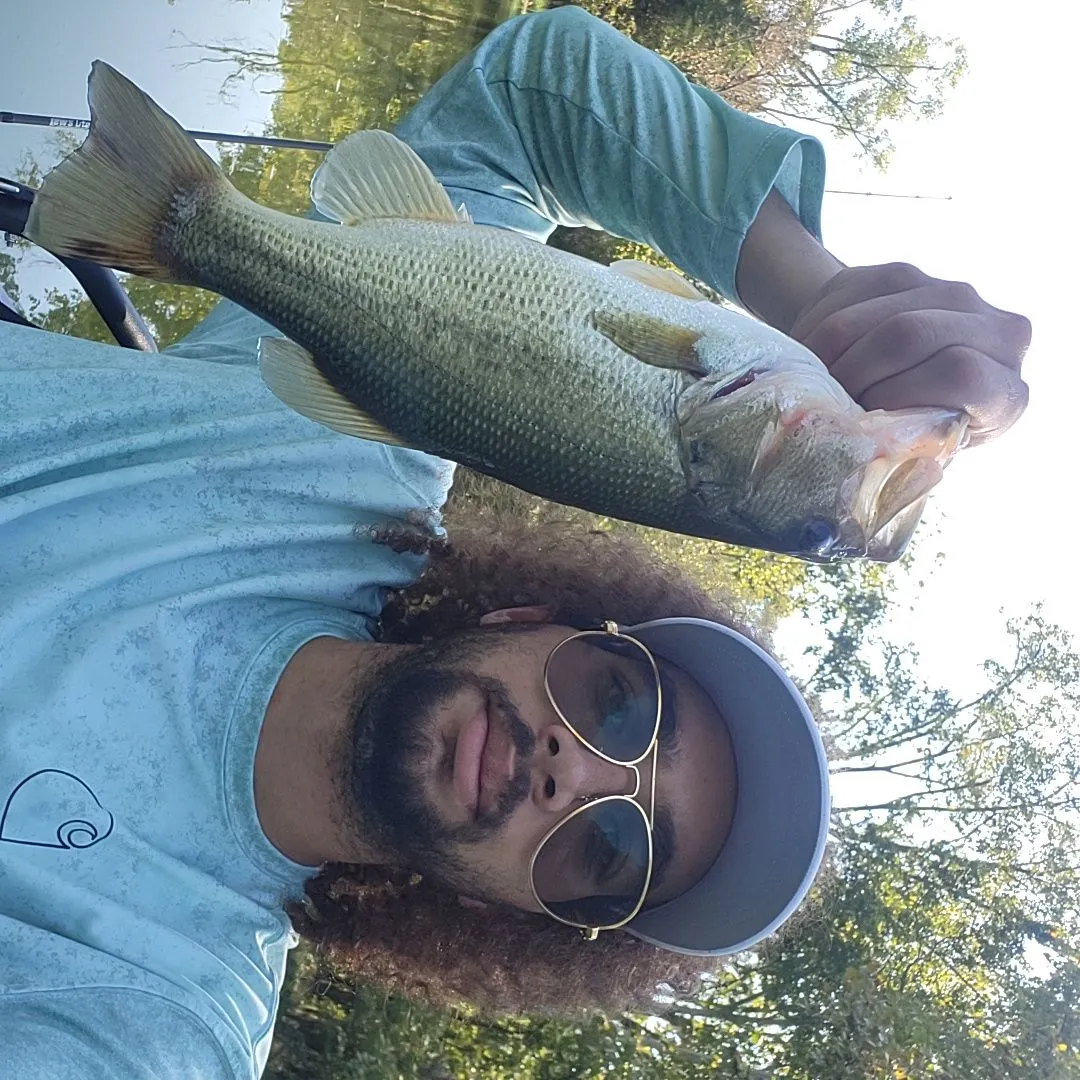 Largemouth bass caught on Fishbrain