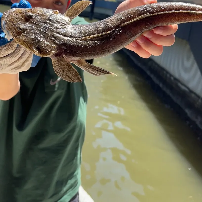 The most recent Bartail flathead catches on Fishbrain