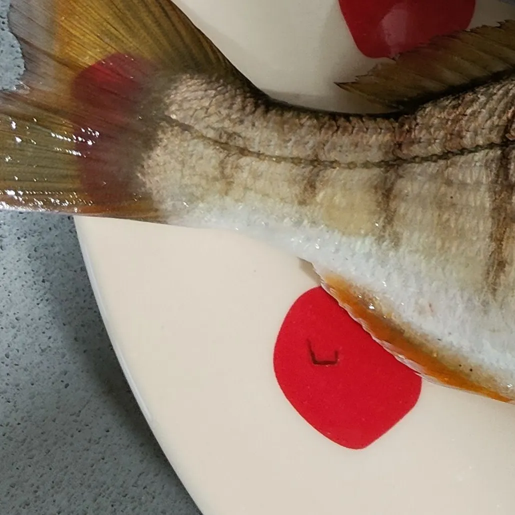 The most recent Striped seabream catches on Fishbrain