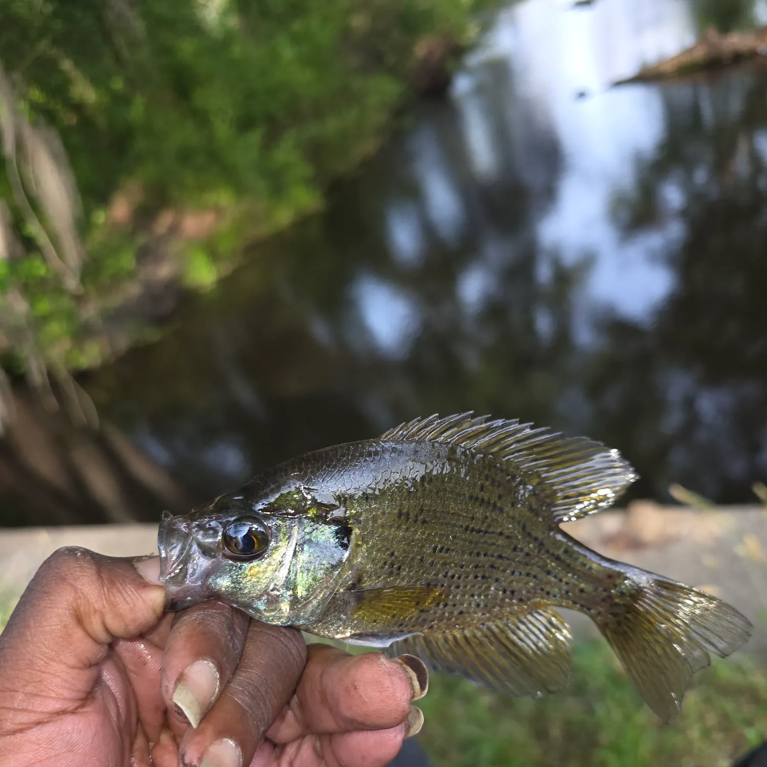 The most recent Flier catches on Fishbrain