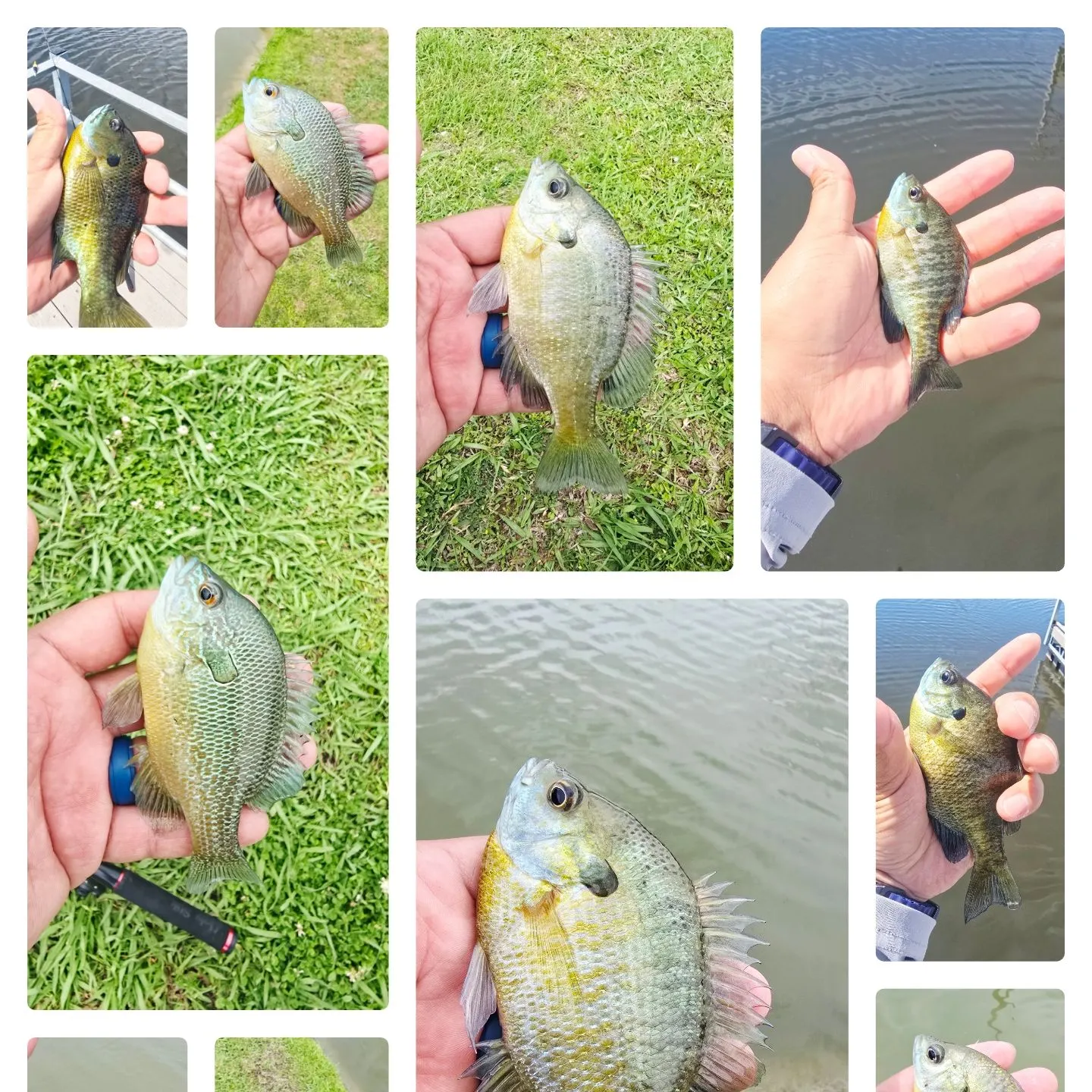 recently logged catches