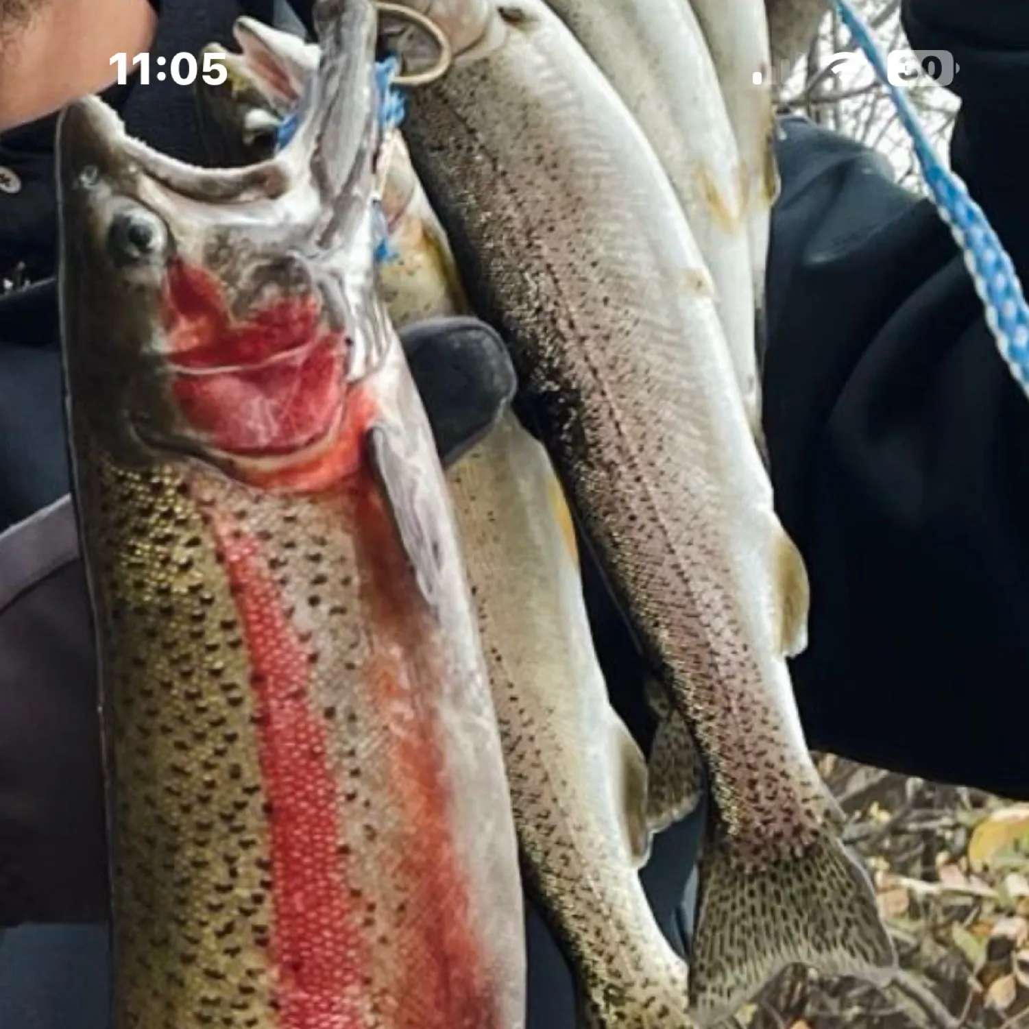 recently logged catches