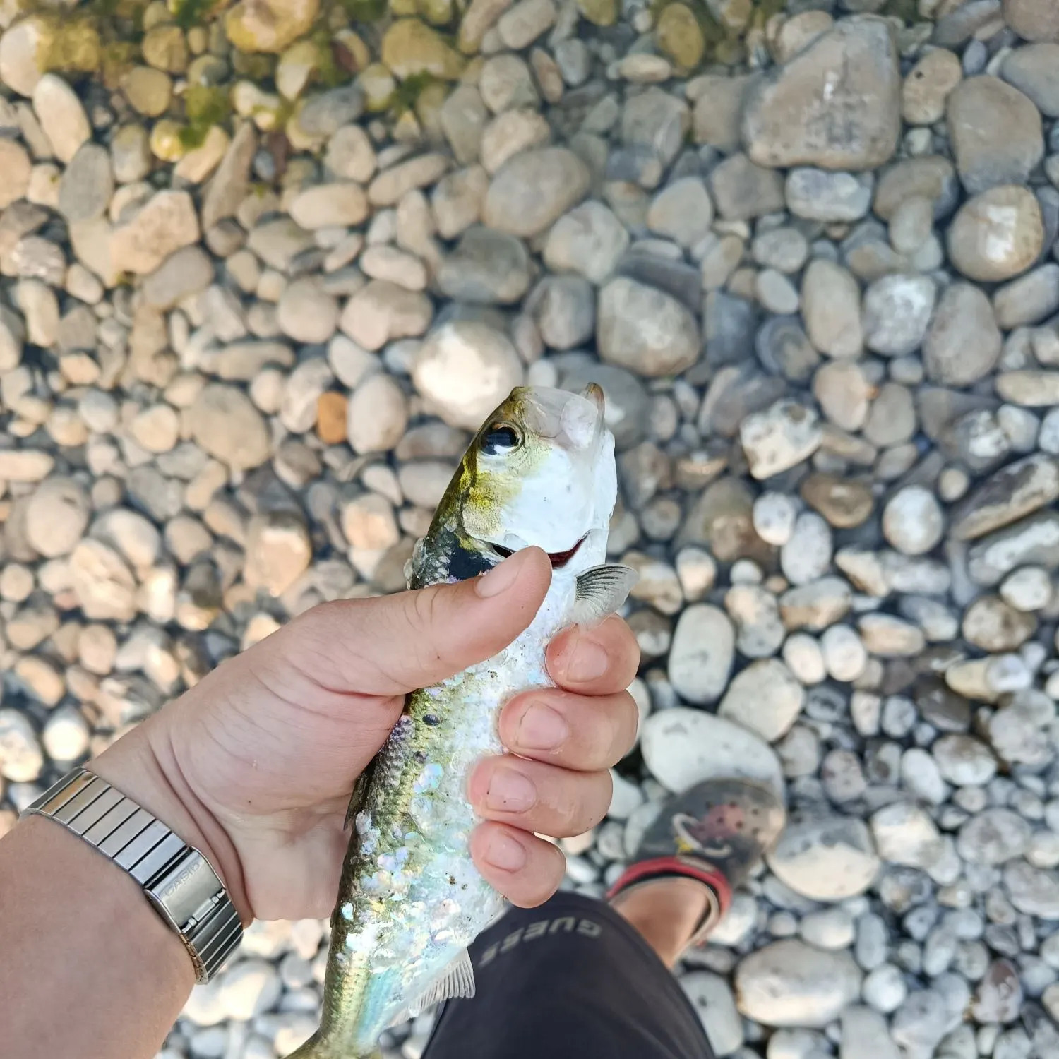 The most recent Allis shad catches on Fishbrain