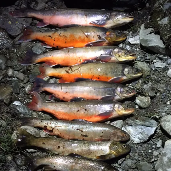 recently logged catches