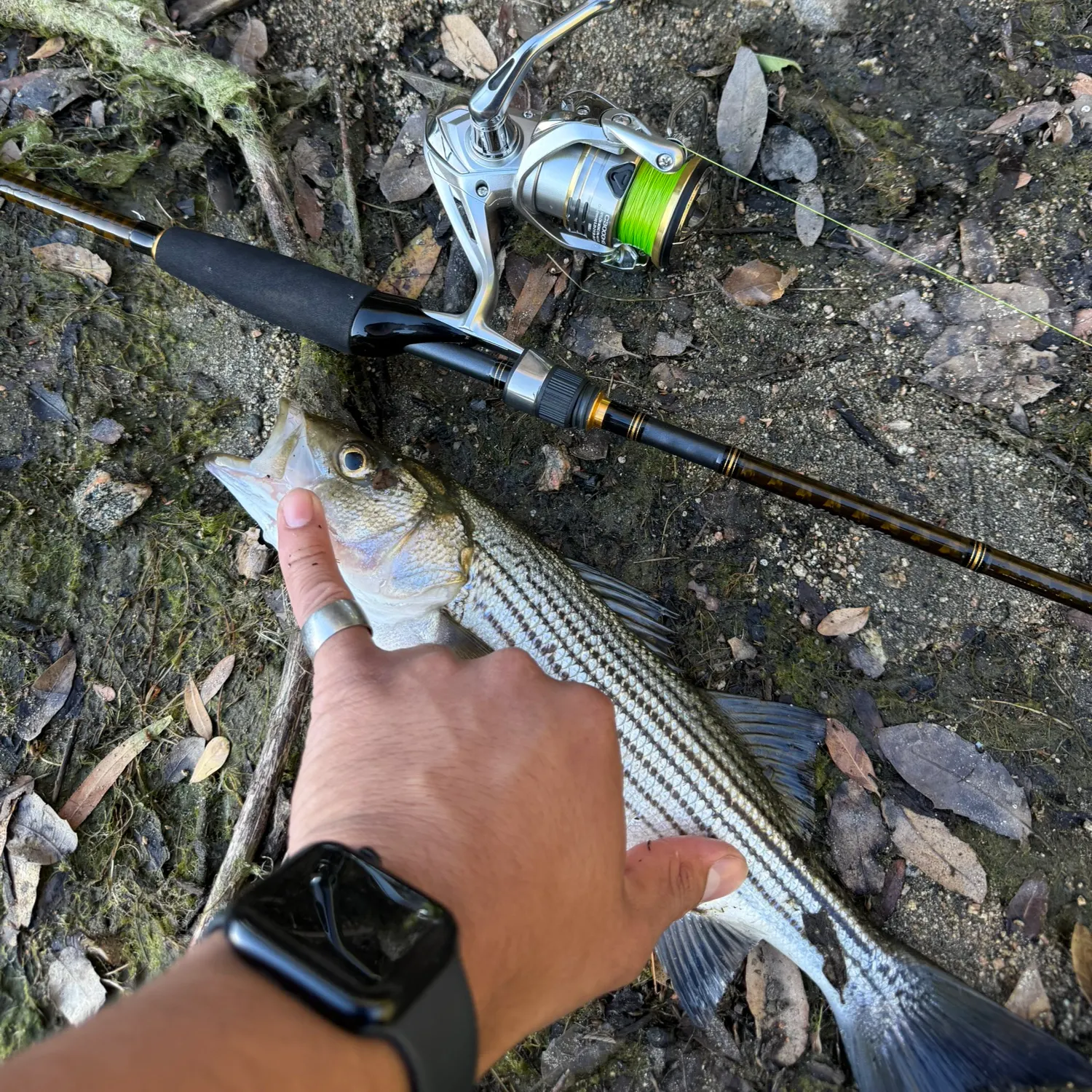 recently logged catches