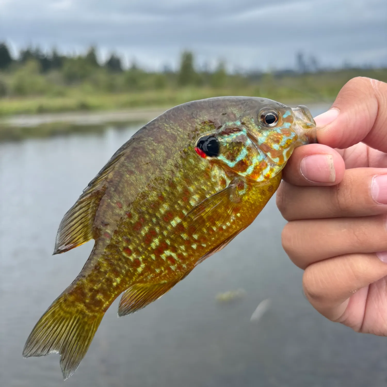 Pumpkinseed caught on Fishbrain
