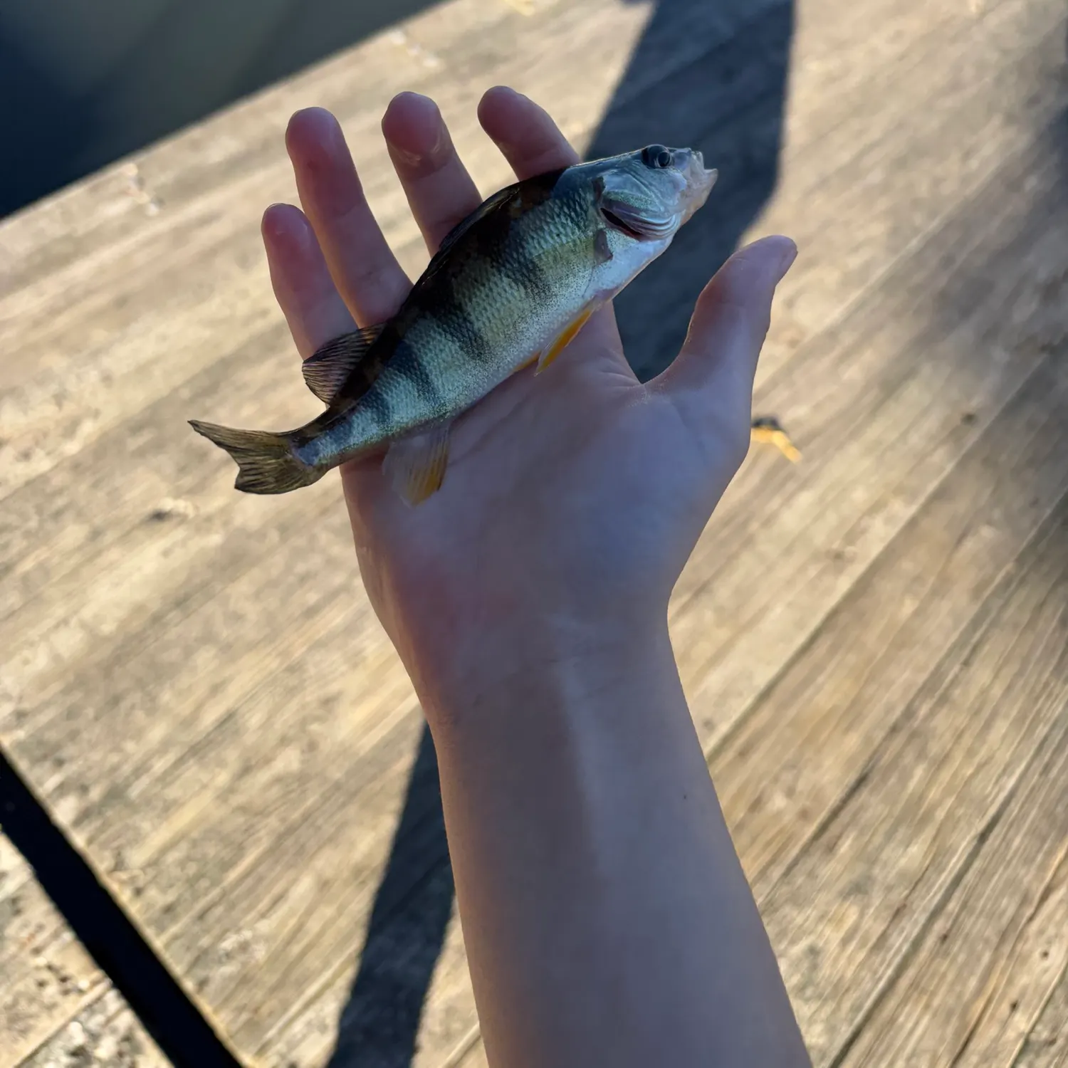 Yellow perch caught on Fishbrain