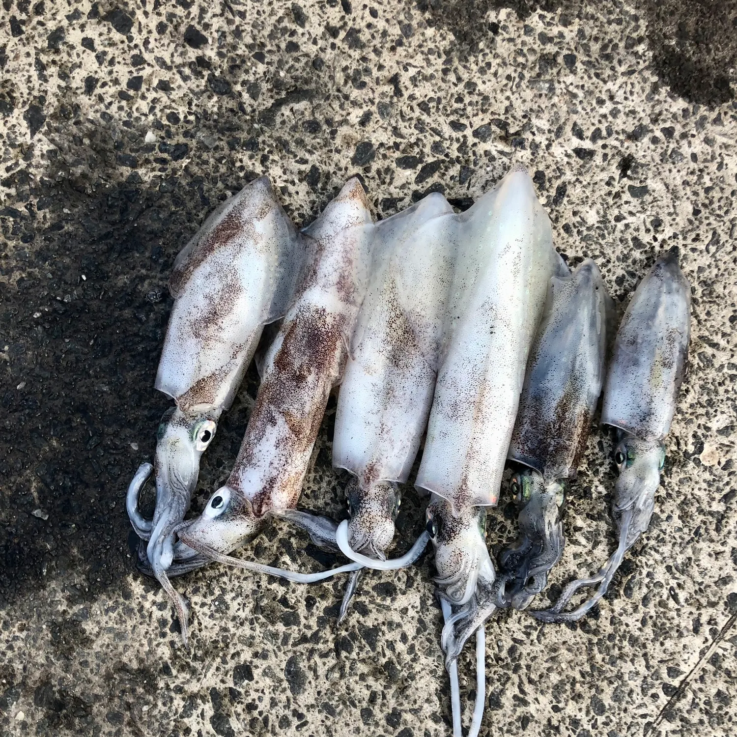 The most recent Southern calamari catches on Fishbrain