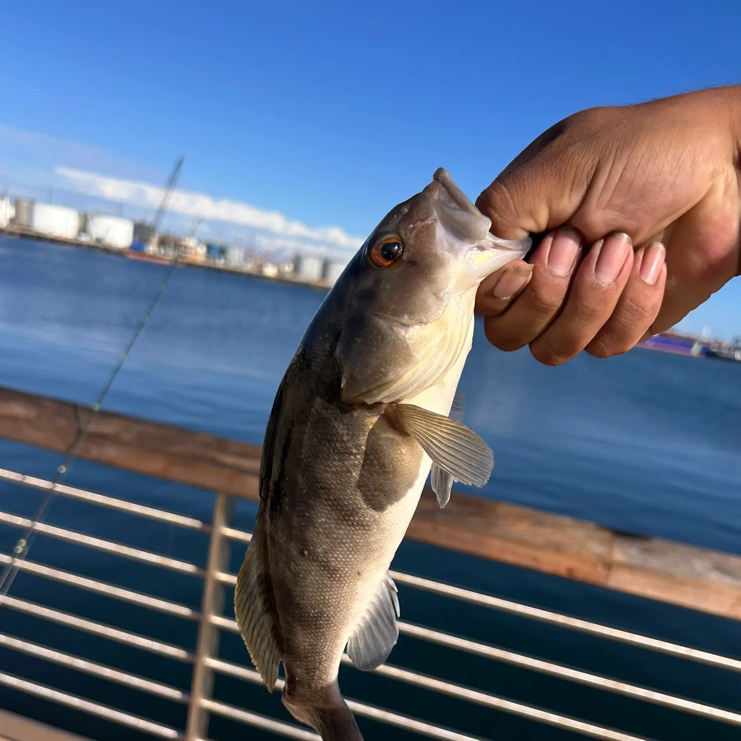 Barred sand bass caught on Fishbrain